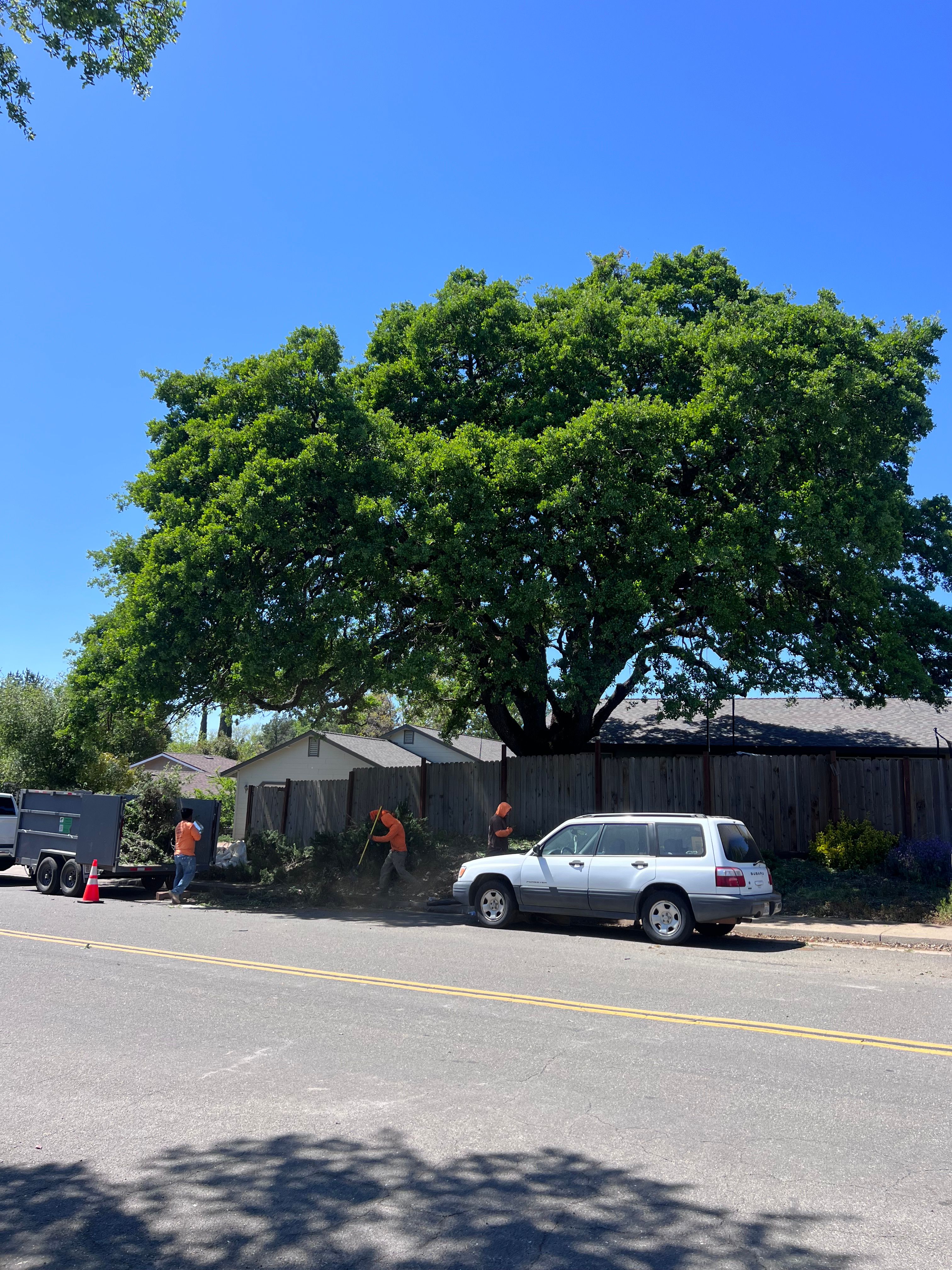 All Photos for Sammy's Tree Services in Rancho Cordova, CA