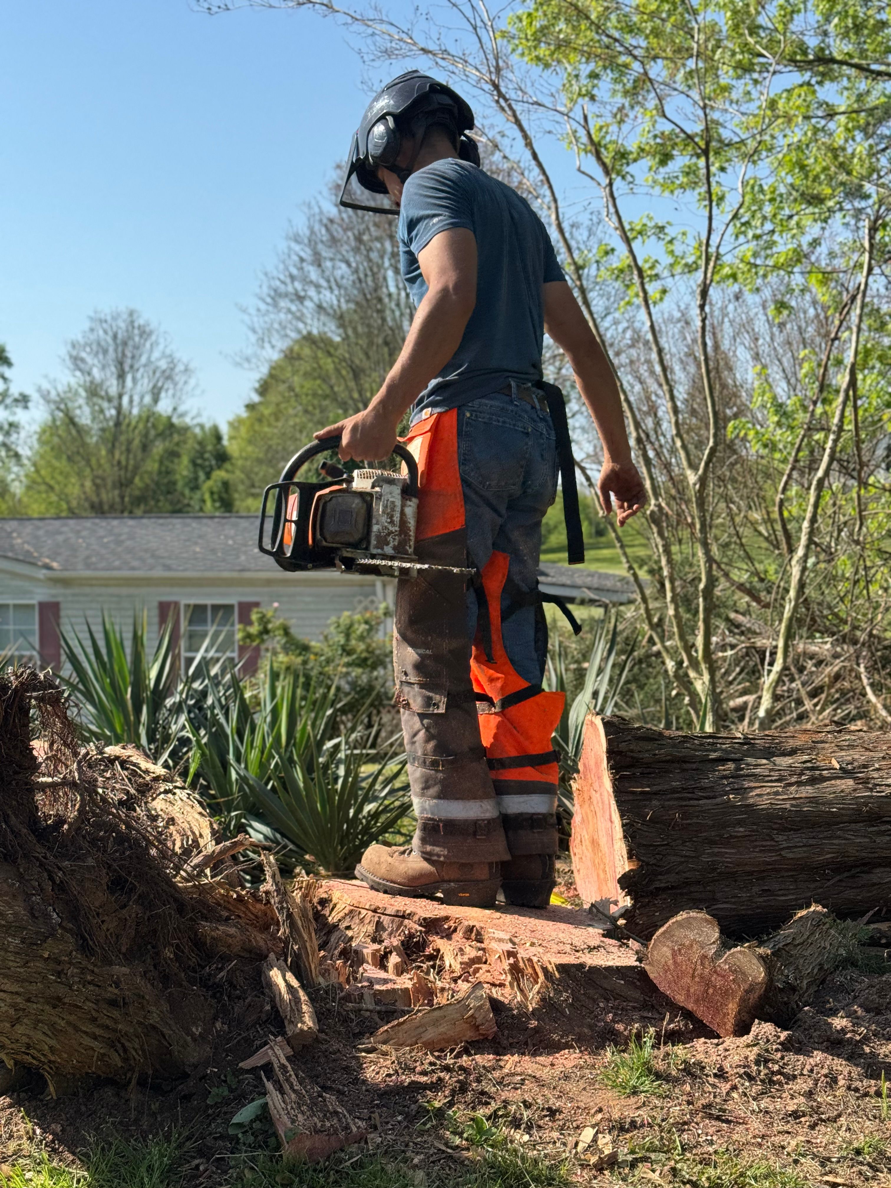 All Photos for Ramirez Tree Care in Elkin, NC