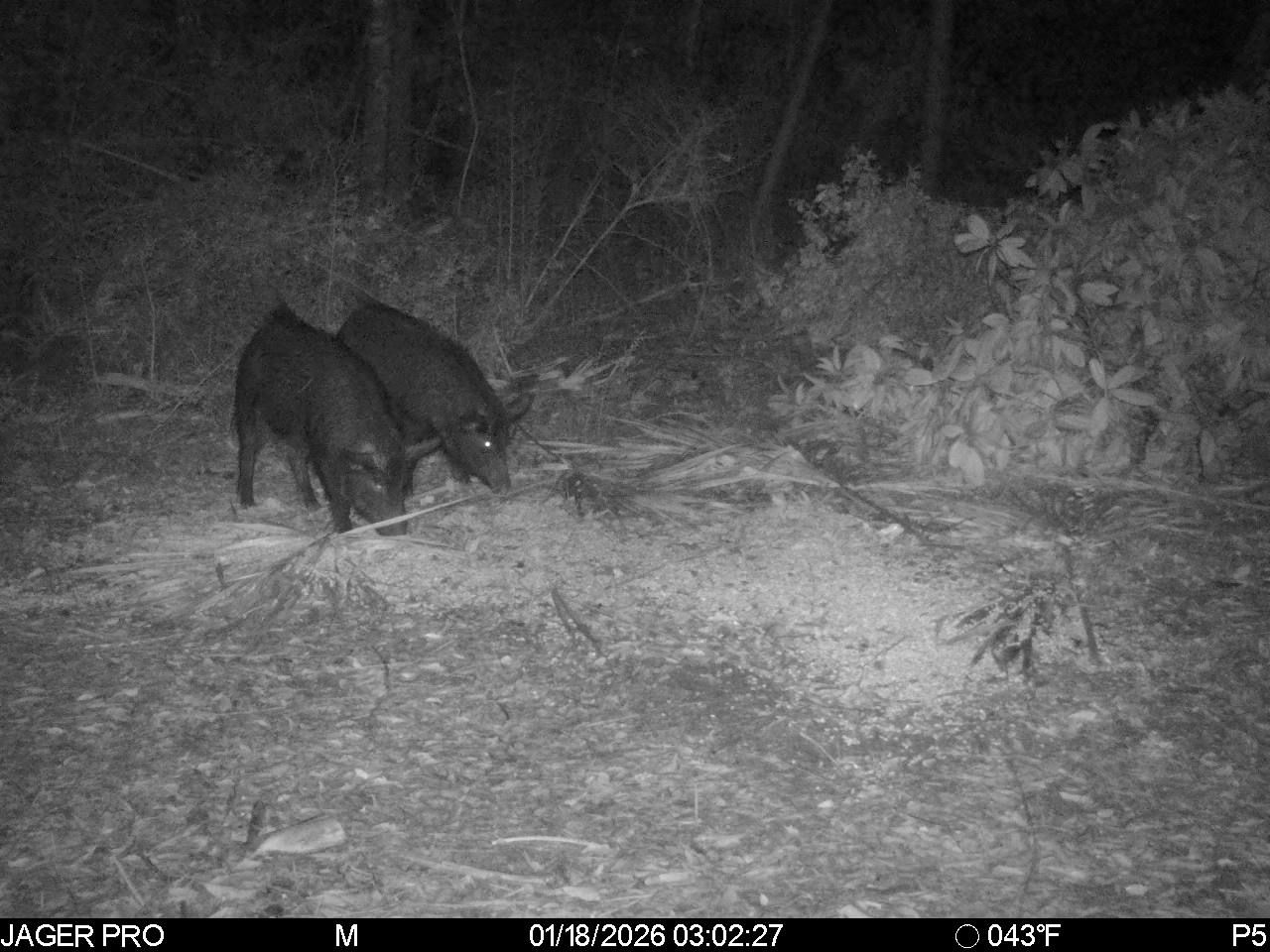  for Havoc Hog Control in Molino, FL