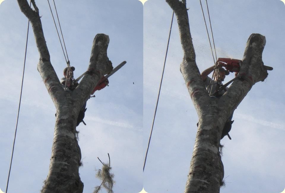  for Fast Cut Tree Service in Jacksonville Heights, FL