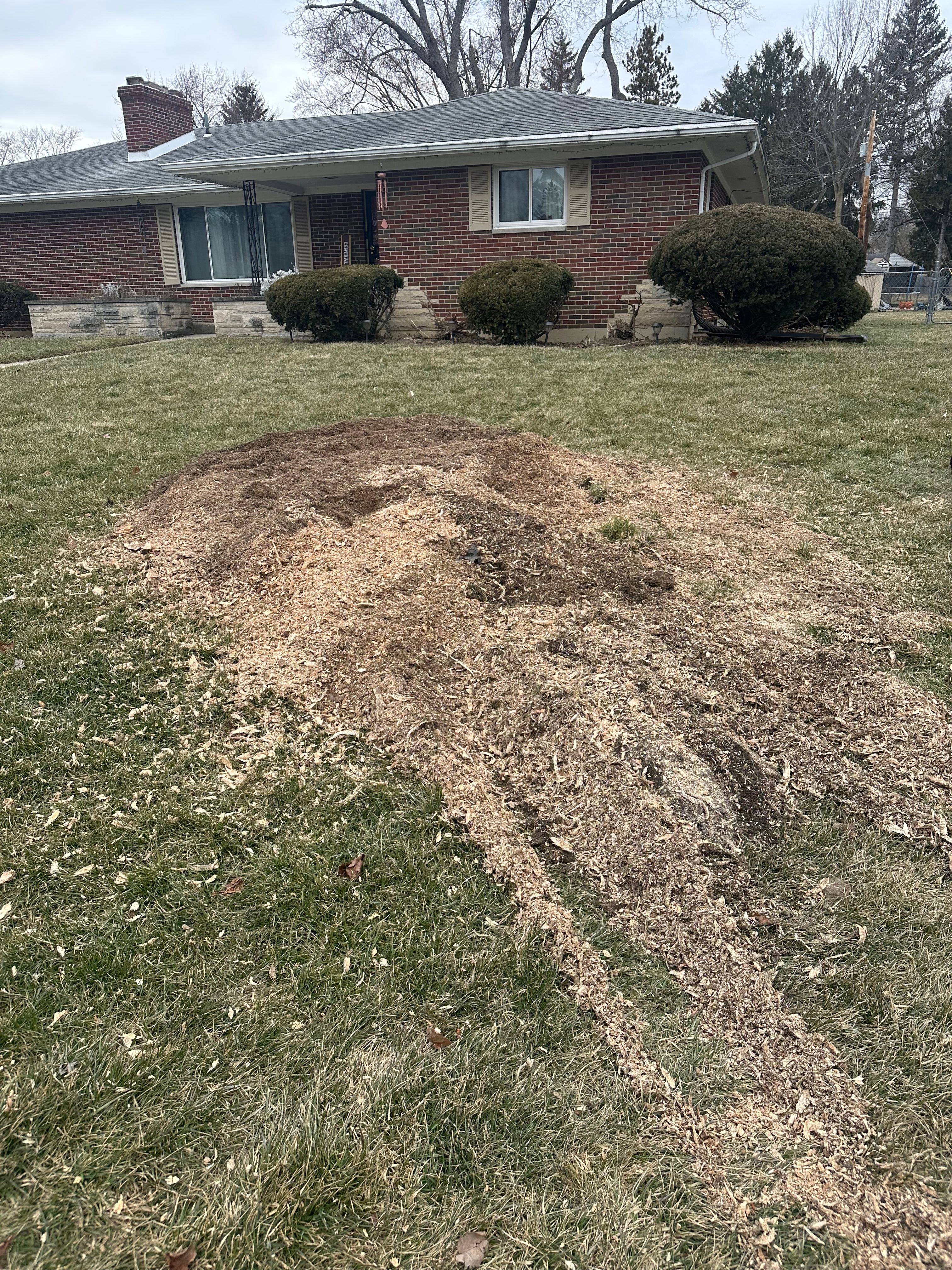 All Photos for Pro Tree Trim & Removal, Llc in Dayton, OH