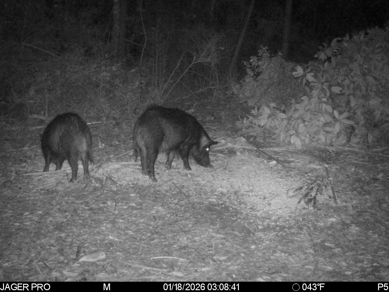  for Havoc Hog Control in Molino, FL