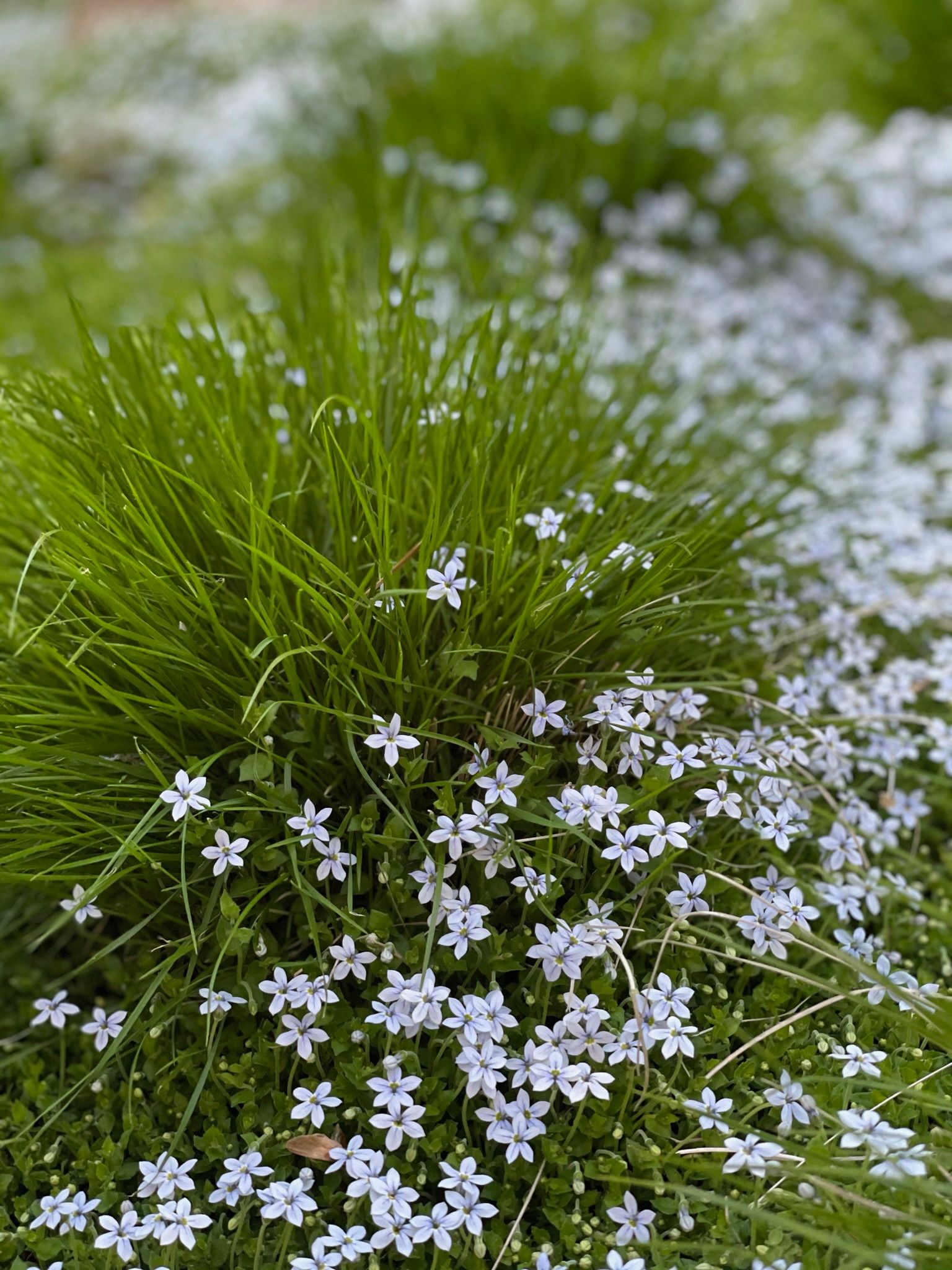  for Courtney Lewis Landscape Design in Portland, OR