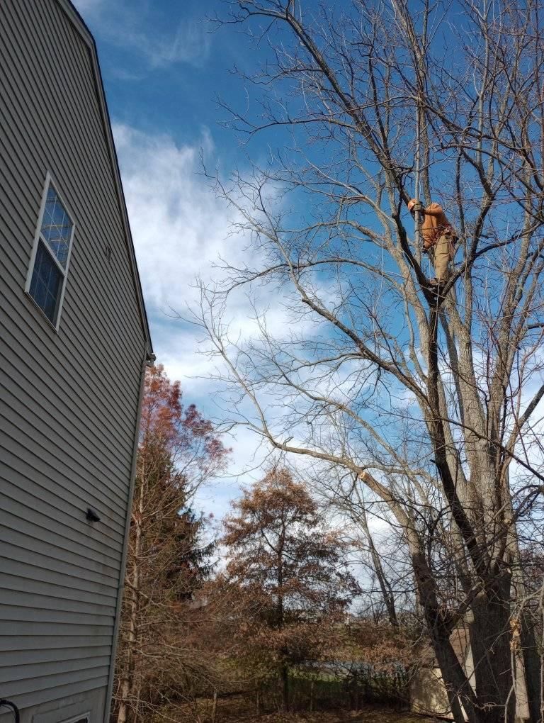  for Kingdom Tree Trimming and Removal LLC in Covington, KY