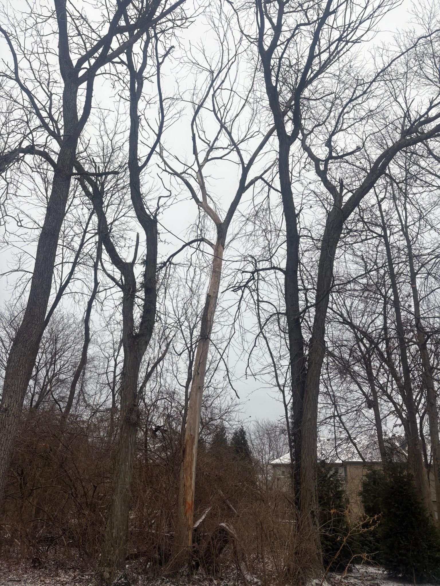  for Dig-It Tree Company in Mason, OH