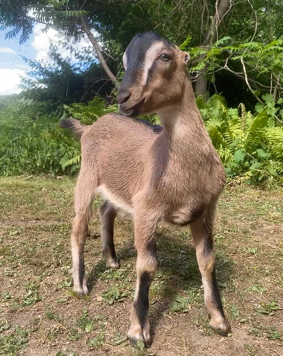 Ivan at Sam's Goatscapers of Boston in Boston, MA