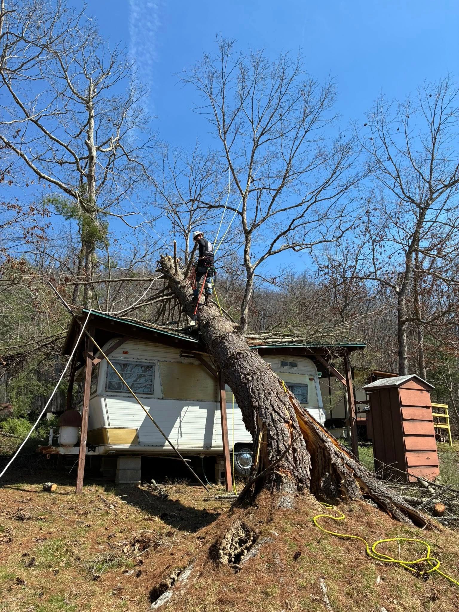  for Skys The Limit Tree Management in Morehead, KY