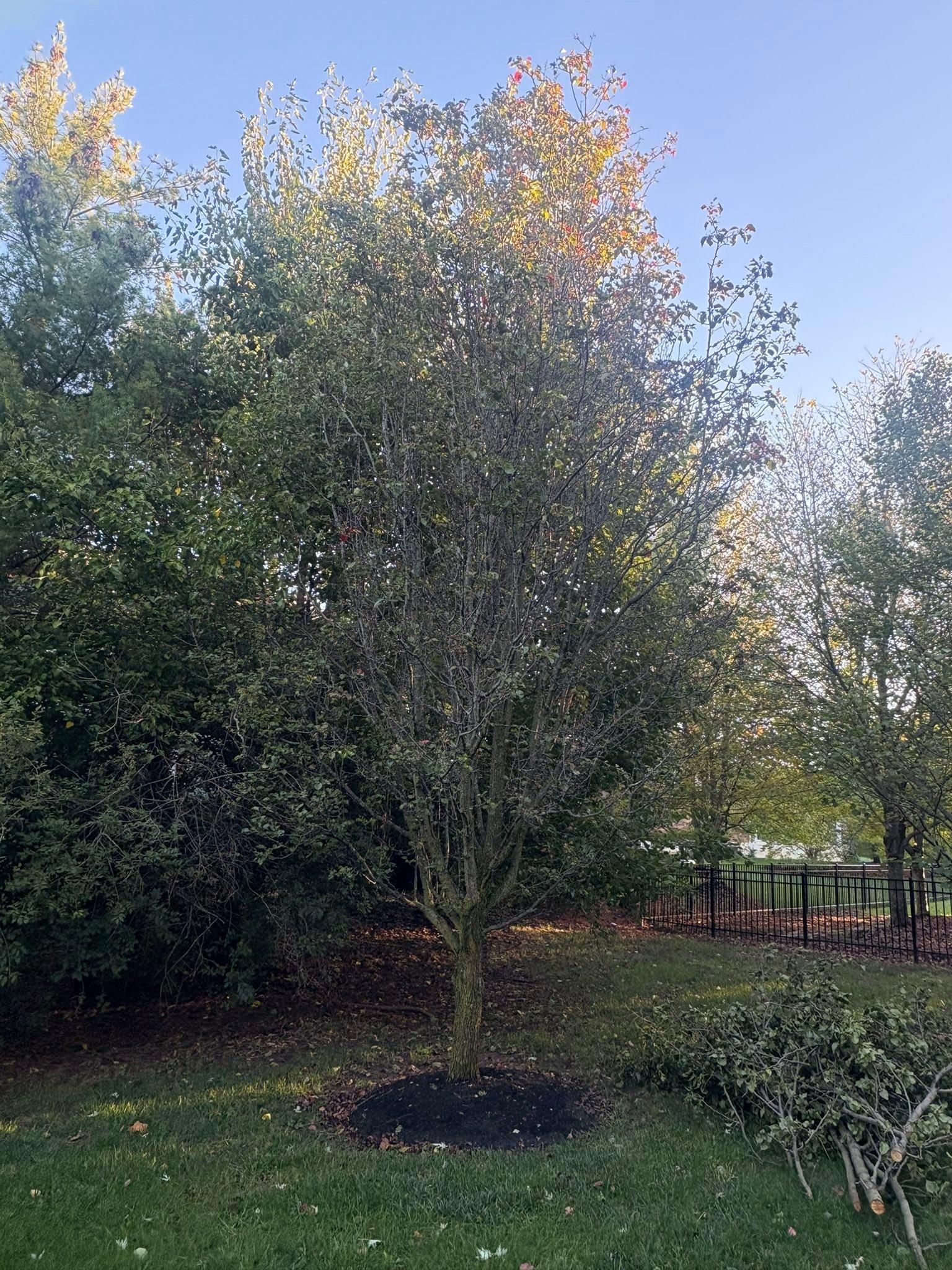  for Dig-It Tree Company in , 