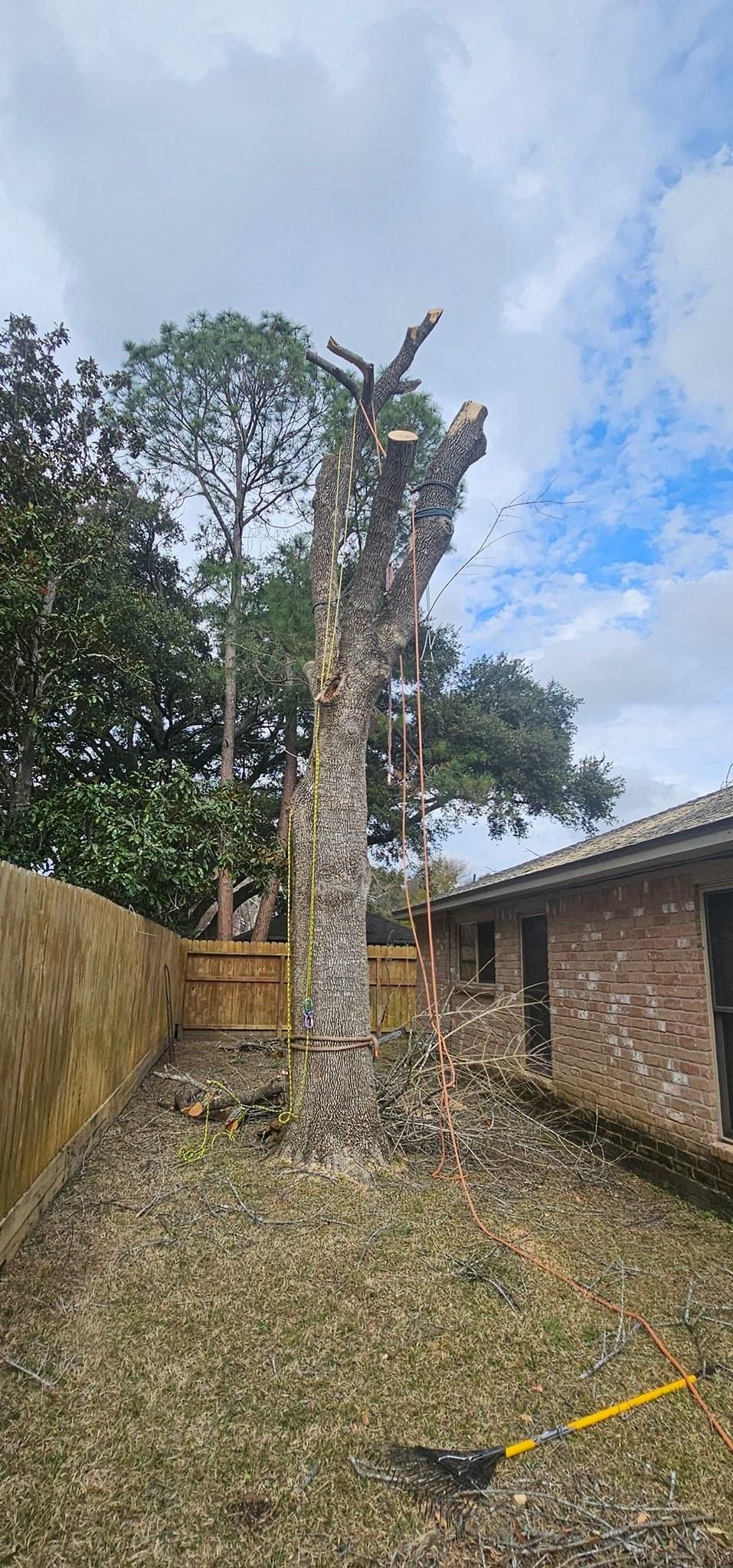  for Servin's Tree Care  in Houston, TX