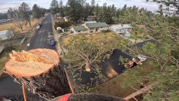  for IOL TREE EXPERTS in Spokane Valley, WA