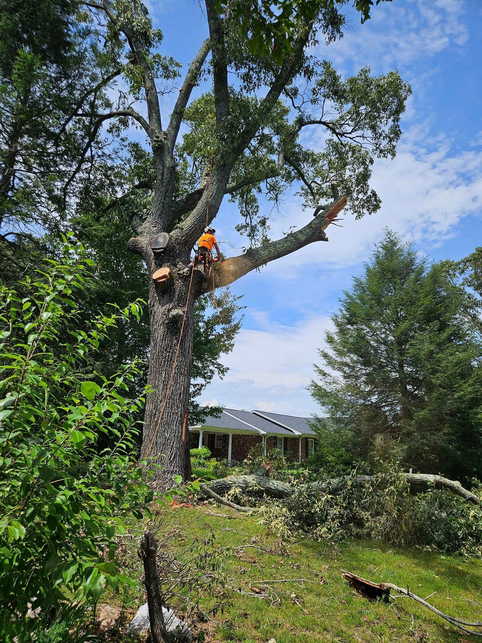  for Paradise Landscaping and Tree Service in Greenville, SC