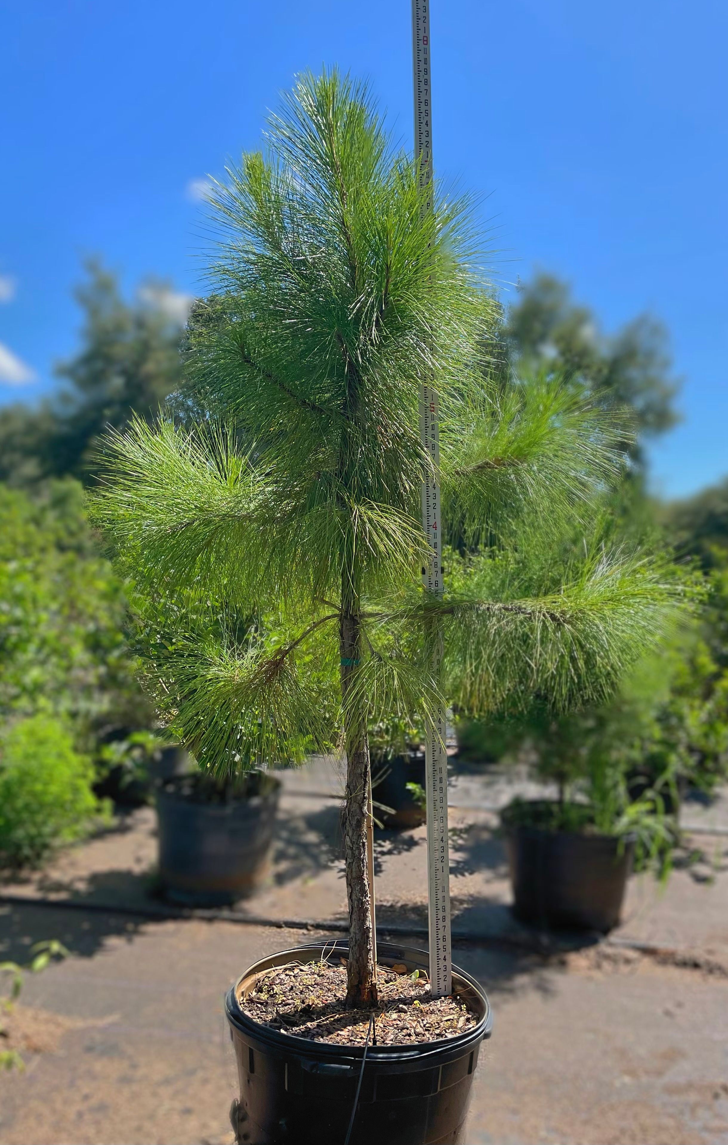  for Southern Roots Tree Farm in Crystal River, FL