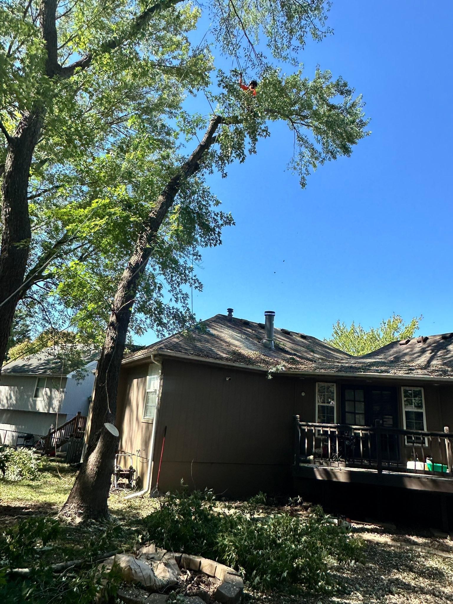 All Photos for Cross Family Tree Service in Kearney, MO