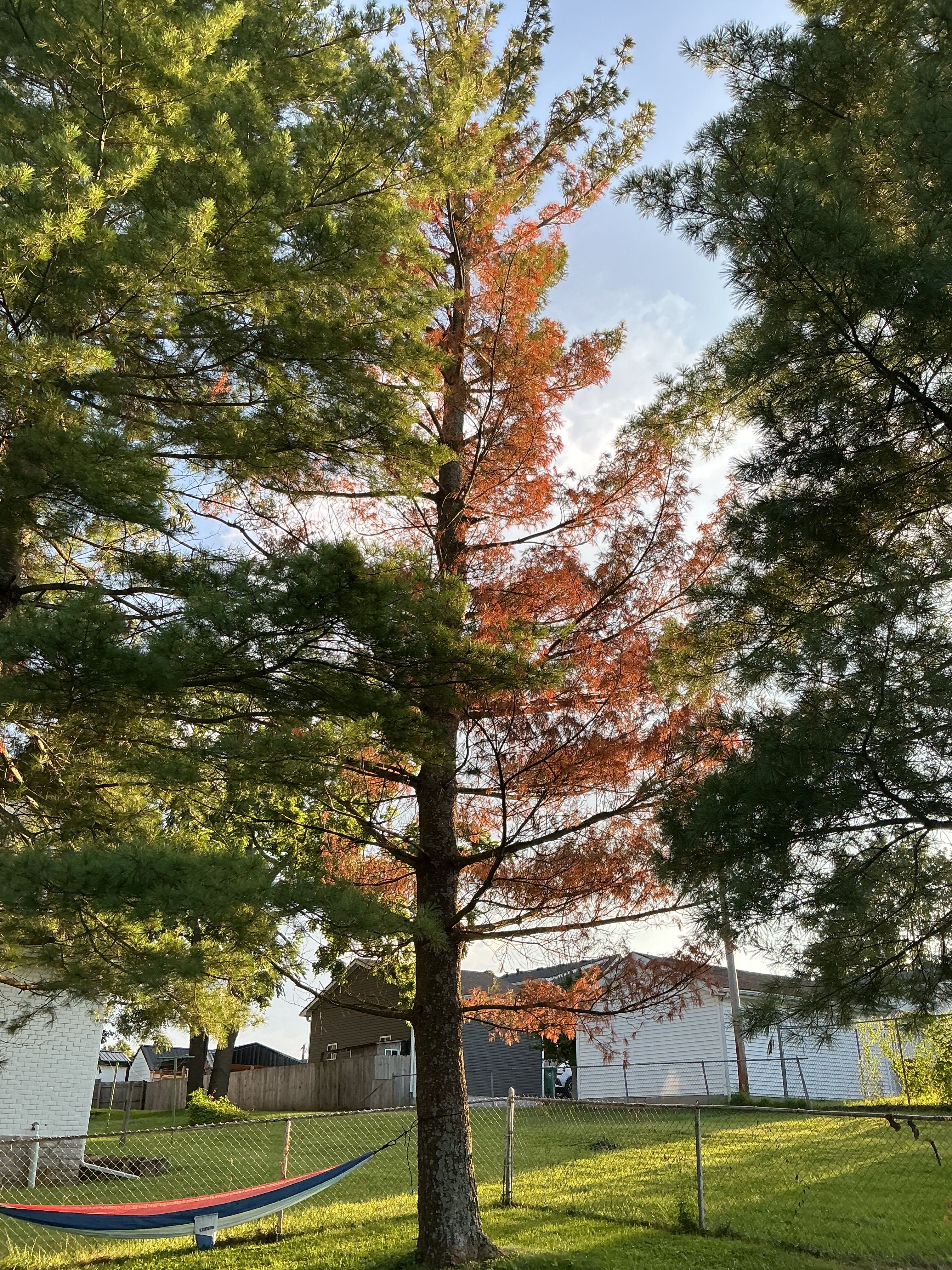 All Photos for Houtz Tree Service in Lexington, KY