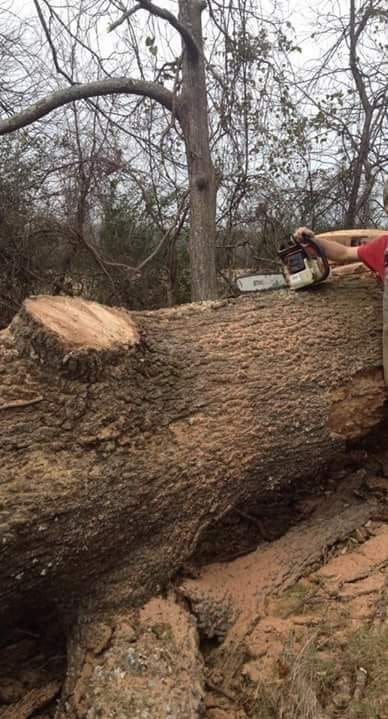  for Millers Tree Service in Saline County, AR