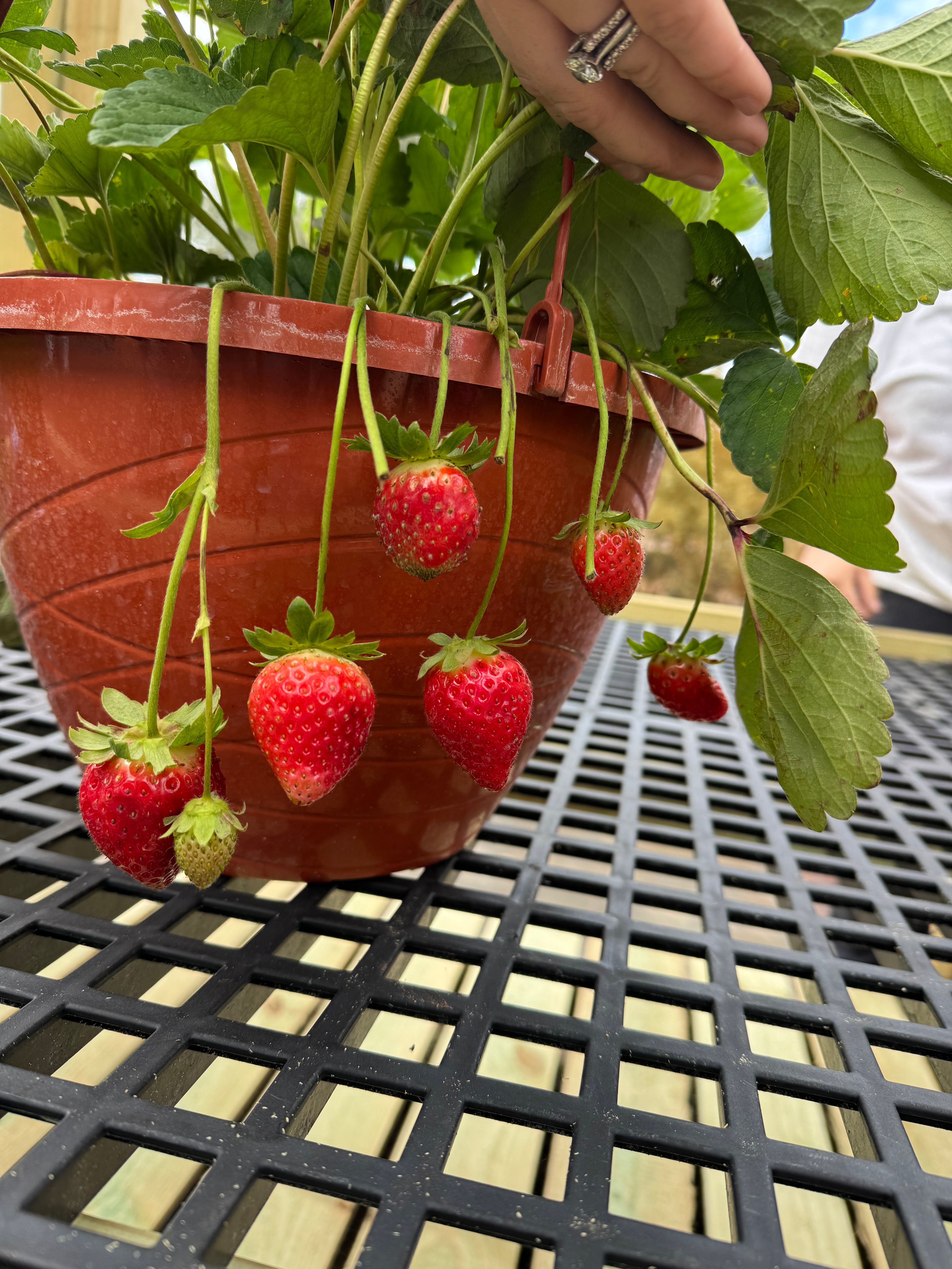  for Southern Roots Tree Farm in Crystal River, FL