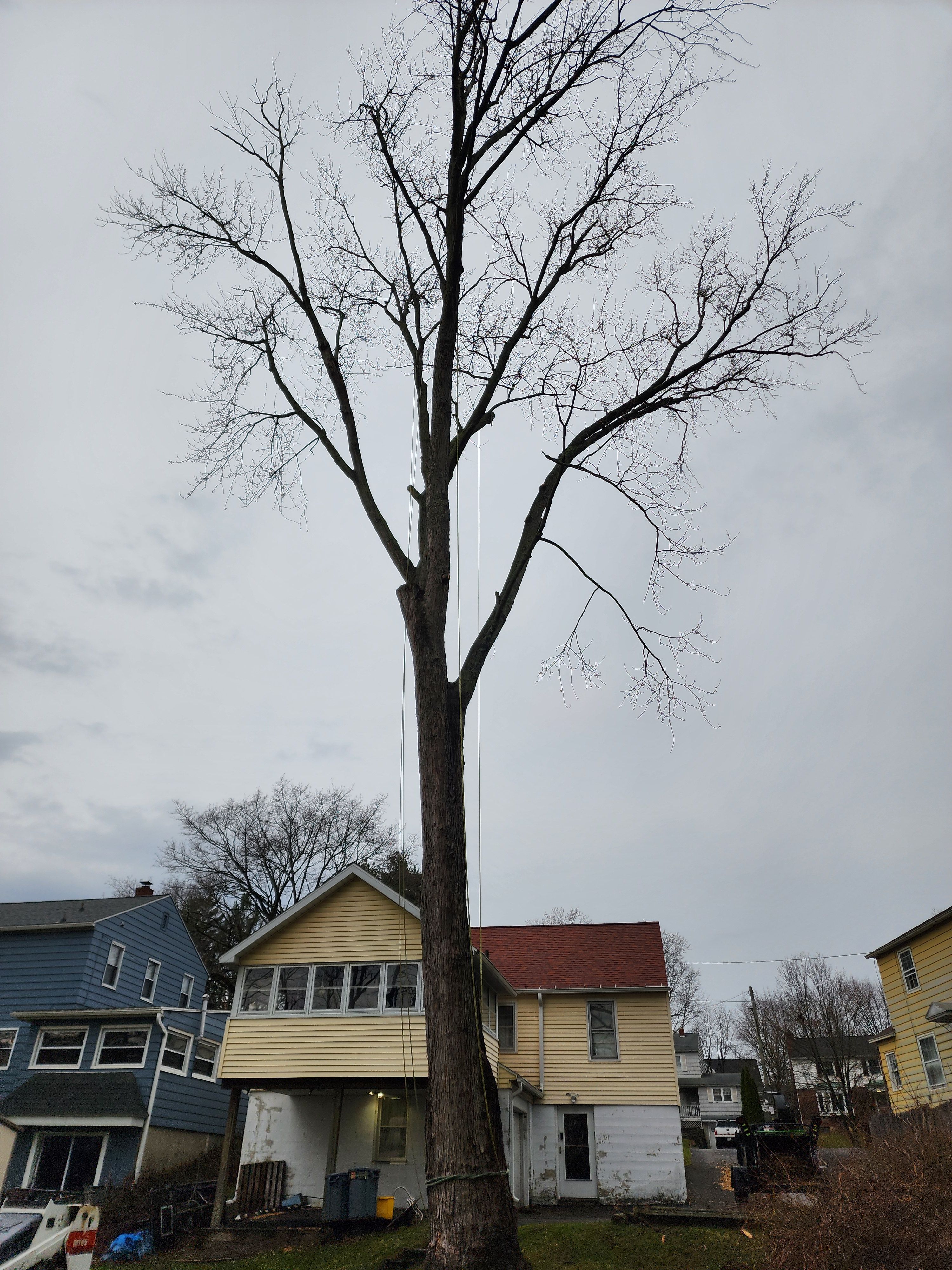 Tree Removal for Licensed to Cut Tree Service in Athens, PA