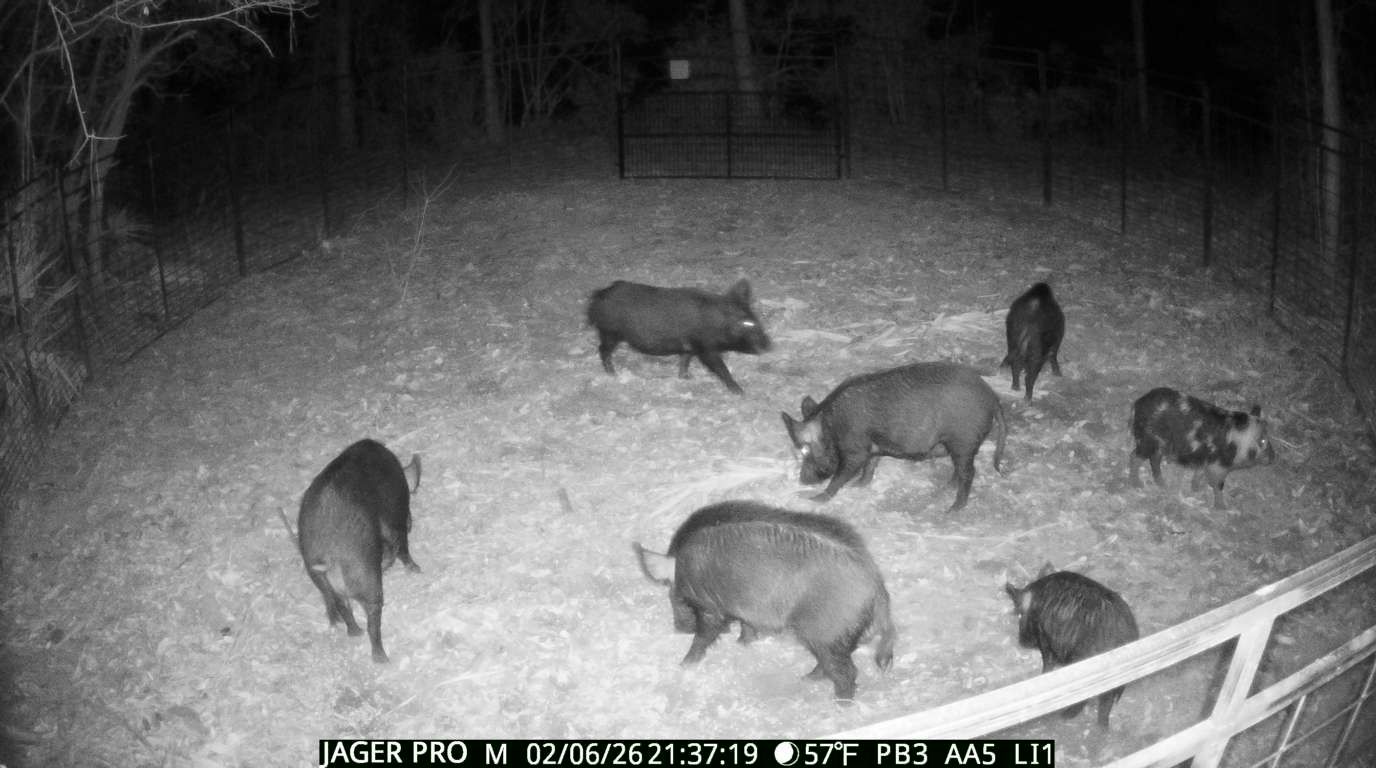  for Havoc Hog Control in Molino, FL