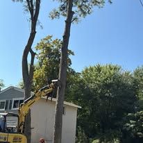  for Tidewater Tree Service in Chesapeake, VA