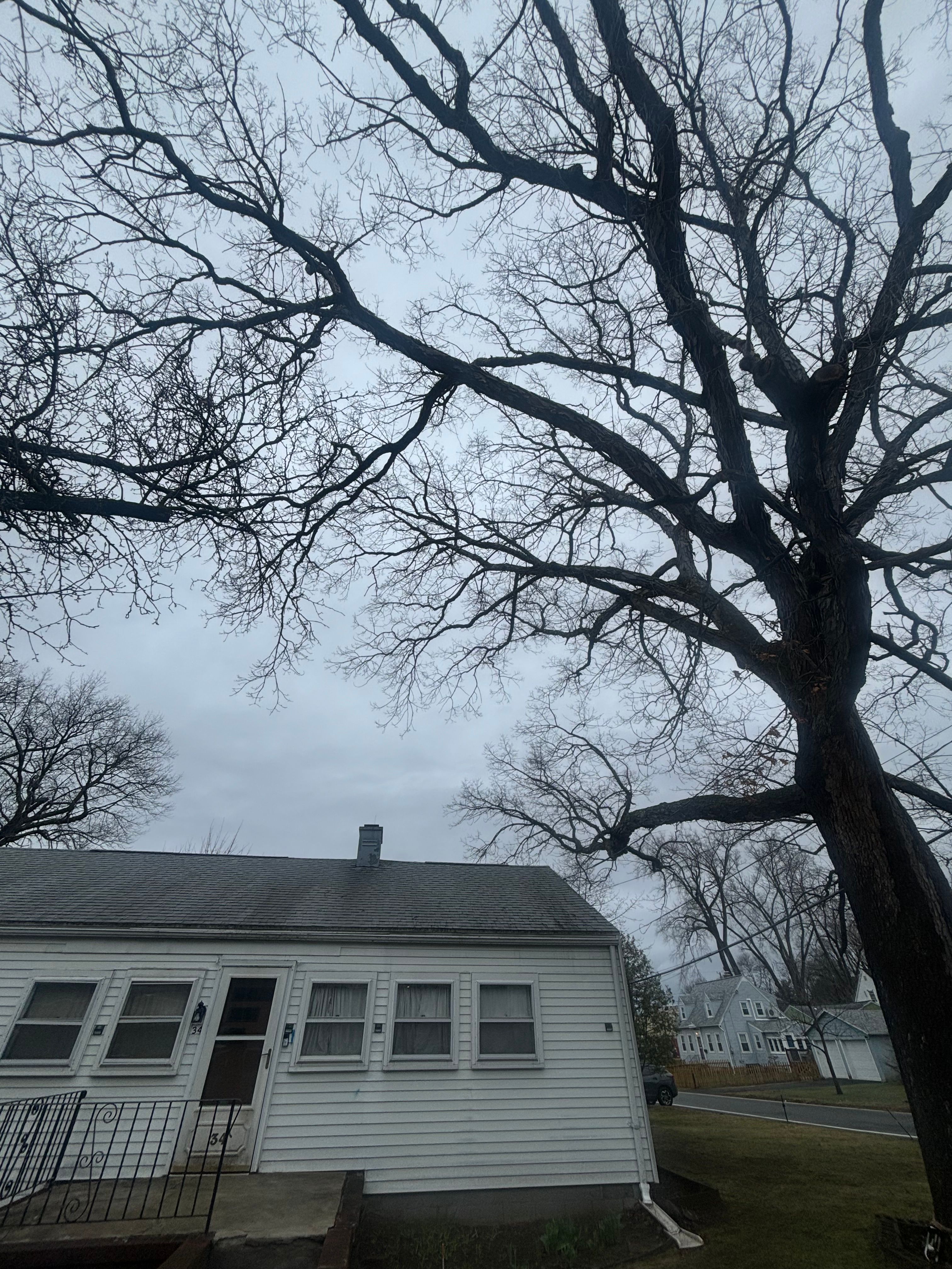  for T's Trees in Albany, NY