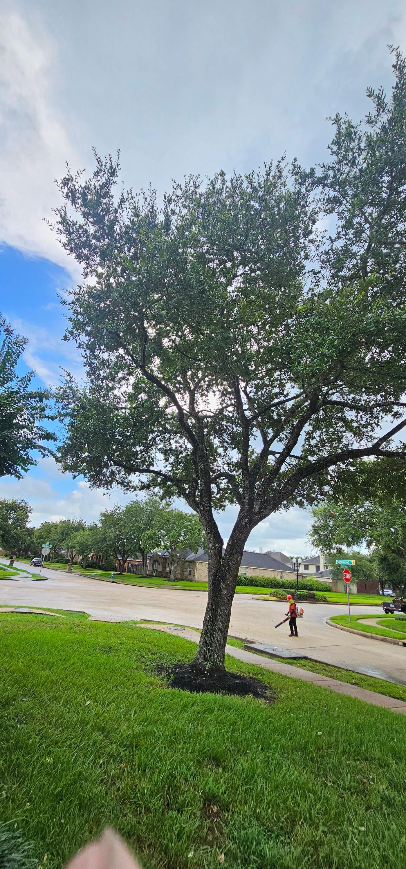  for Servin's Tree Care  in Houston, TX