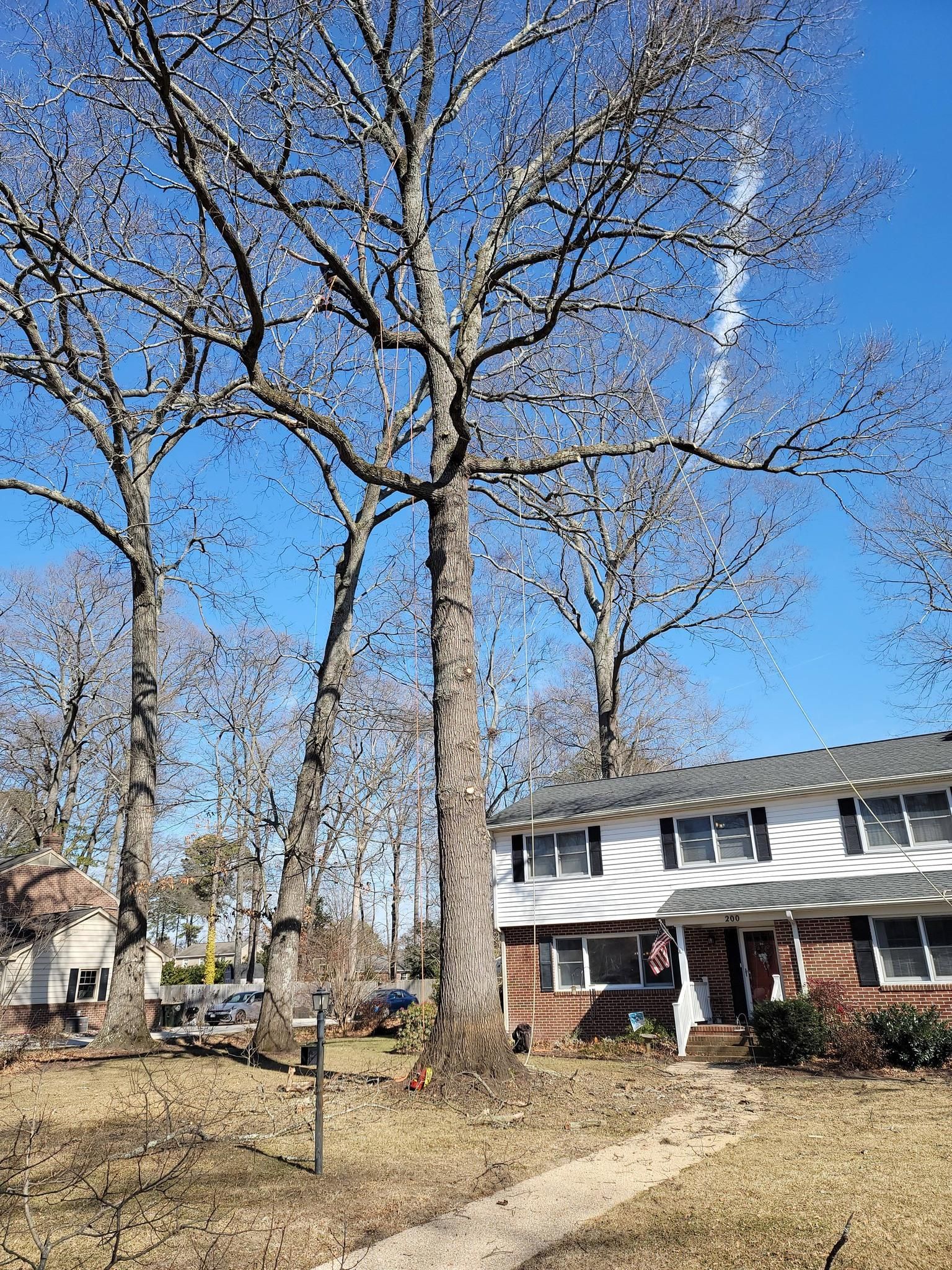  for Integrity Tree and Landscaping in Lynchburg, VA