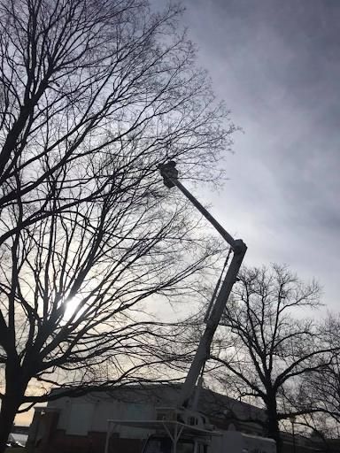  for Loockerman's Tree and Stump Removal in Dover, DE