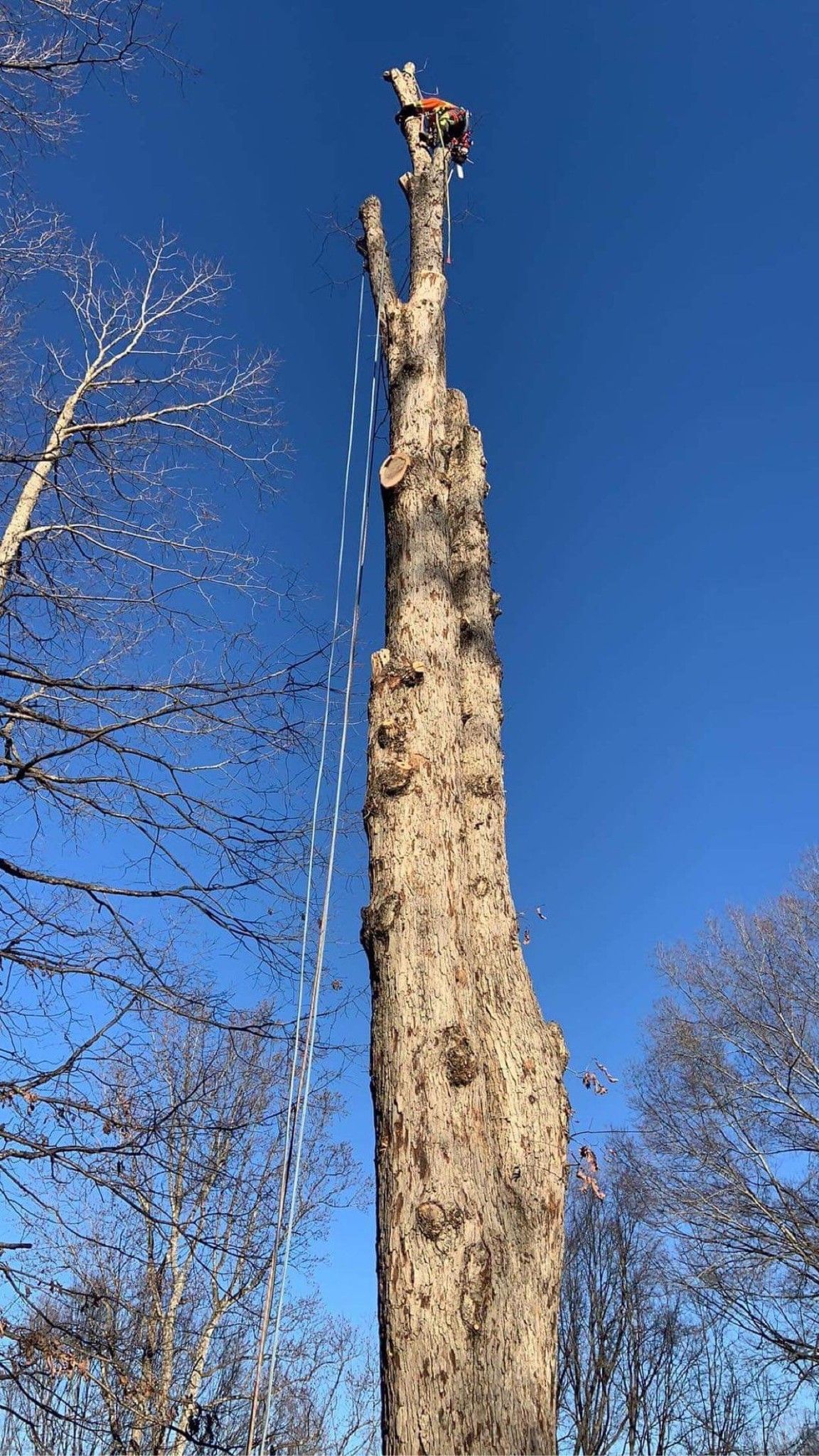  for Stem Tree Service in Belmont, NC
