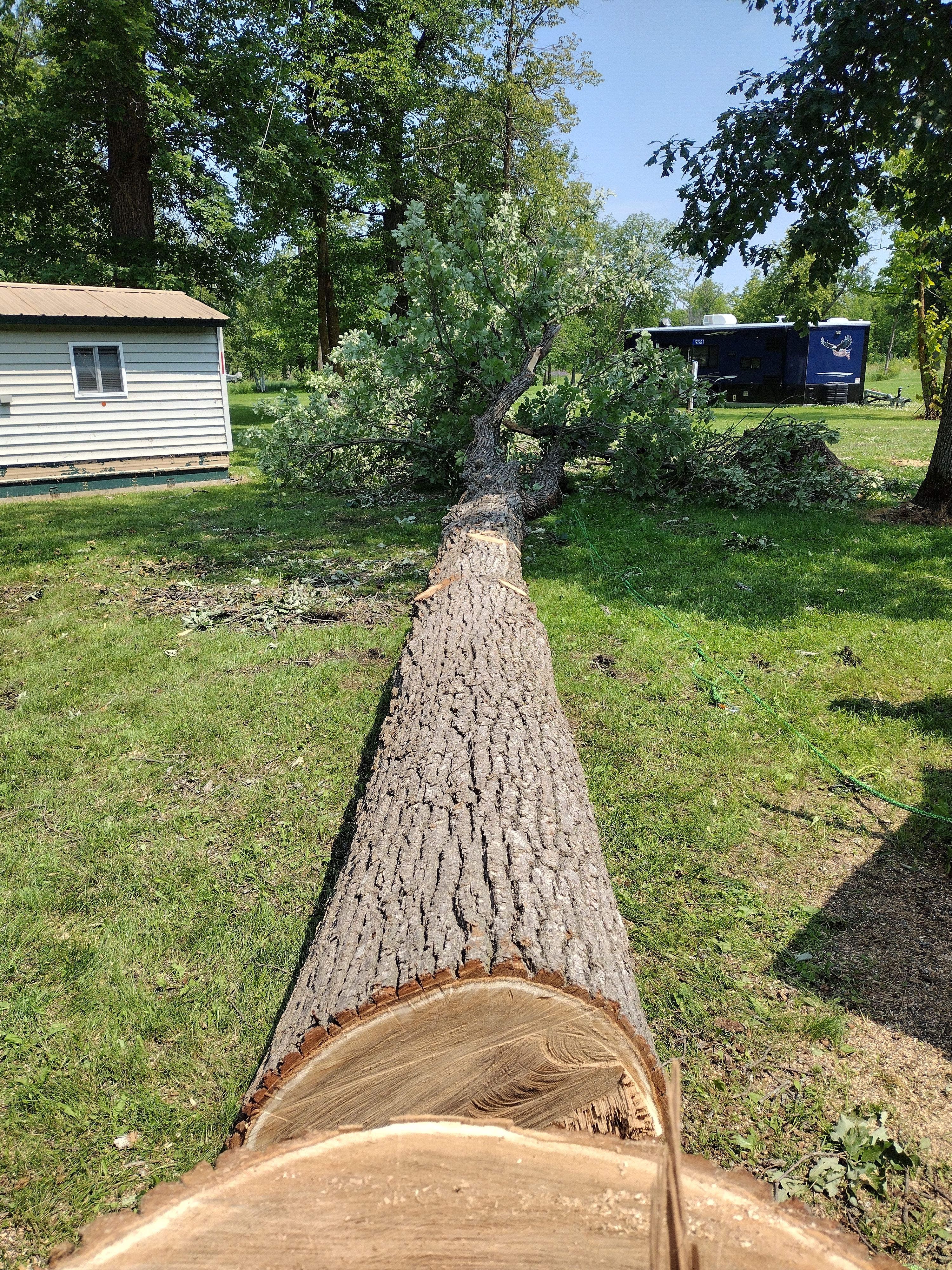  for Dan's tree service in Bemidji, MN