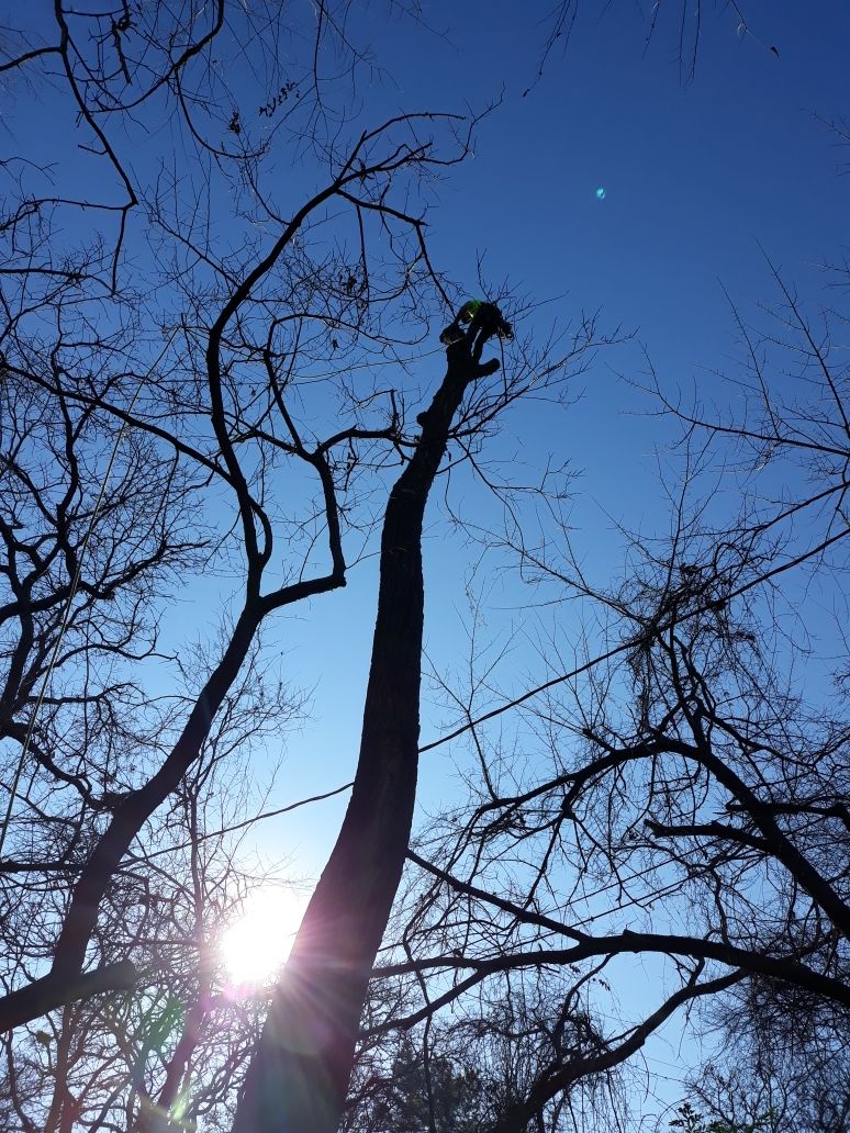  for TLC Professional Tree Service in Bedford, TX