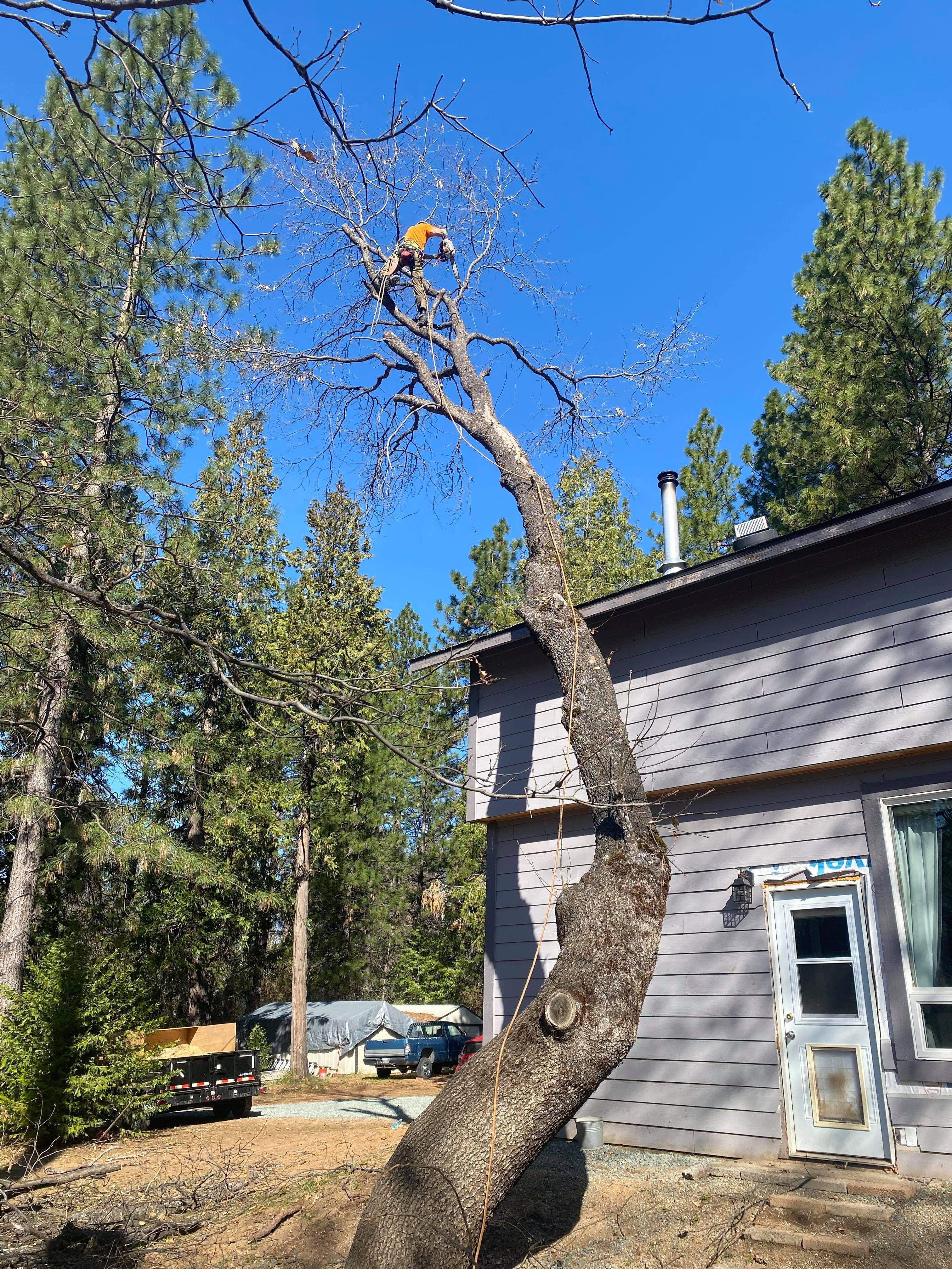  for George Staddan's Professional Tree Care in Placerville, CA
