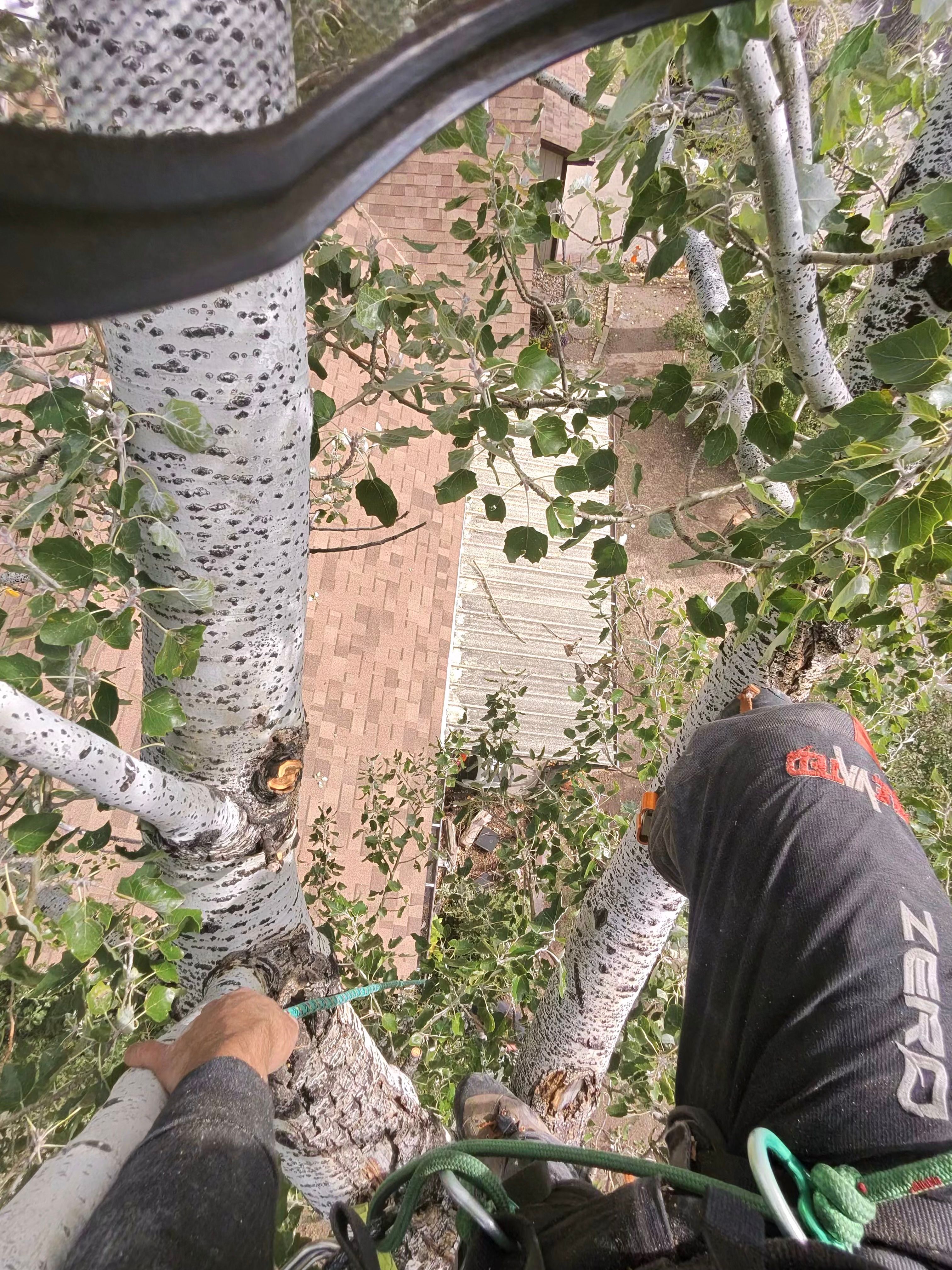  for Elevated Tree Care in Gillette, WY