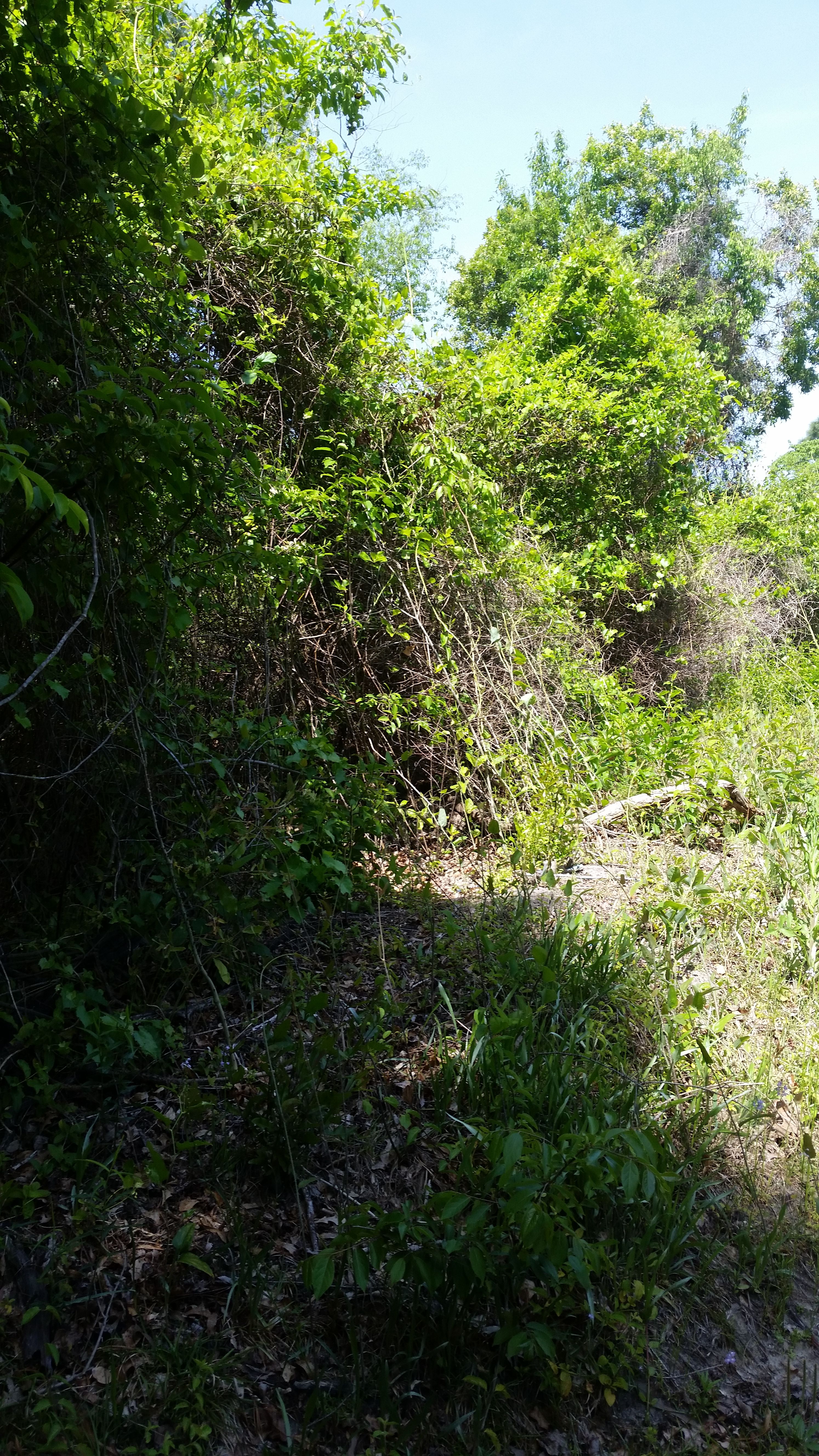  for Mancinas Home Improvement, Landscaping, & Lawn Care in Fayetteville, NC