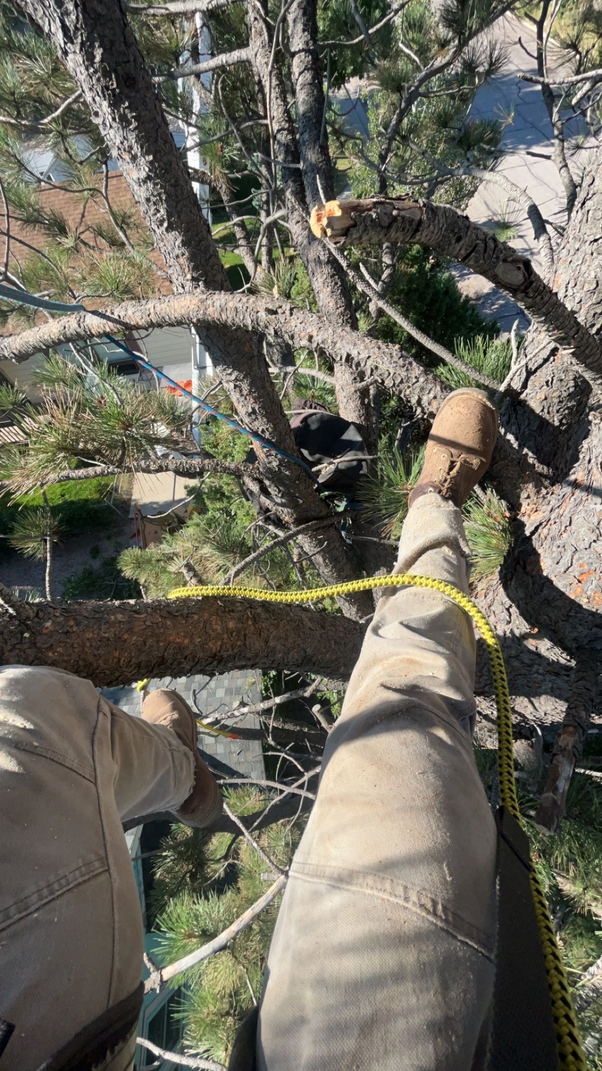  for Elevated Tree Care in Gillette, WY