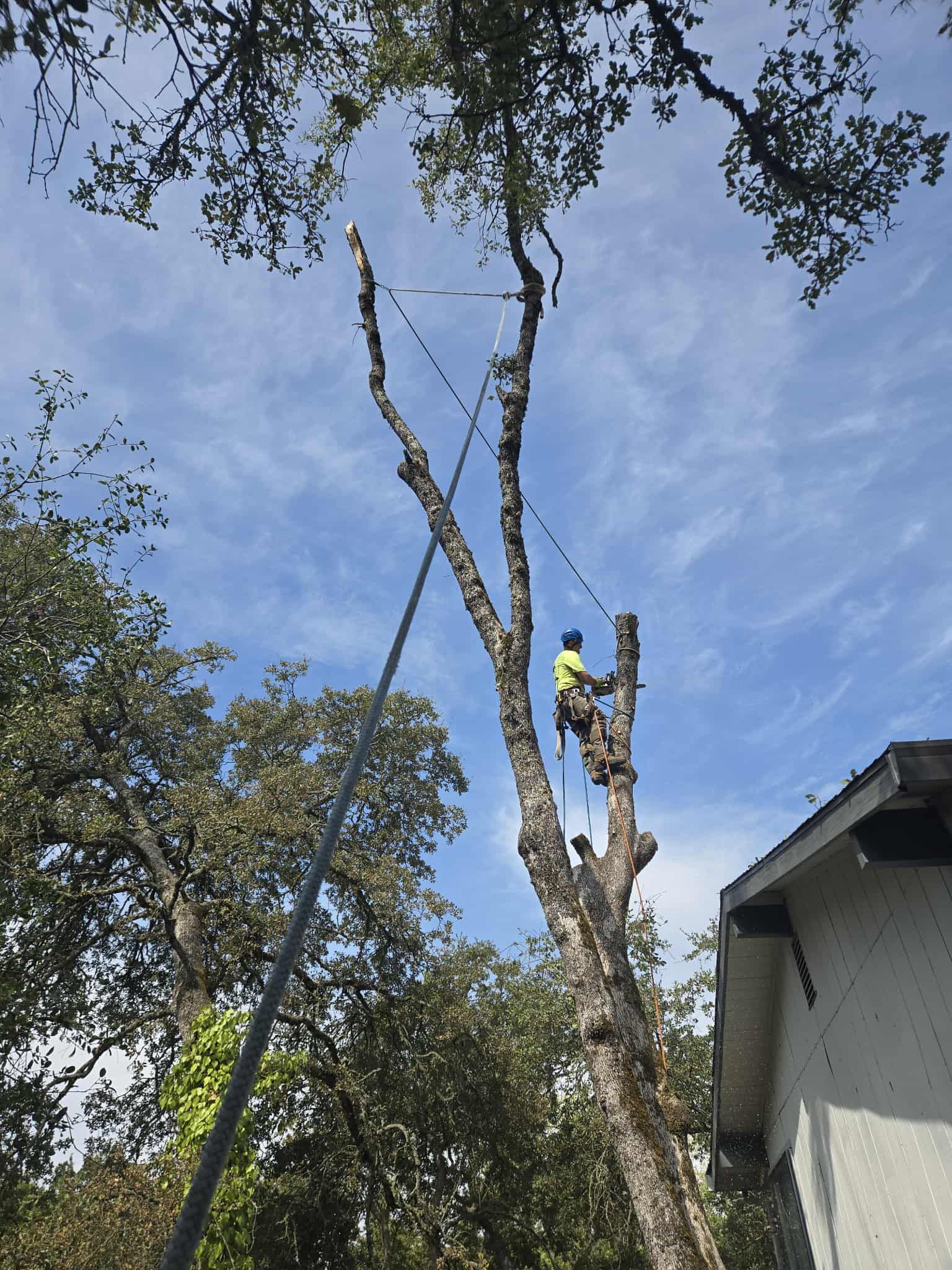  for George Staddan's Professional Tree Care in Placerville, CA