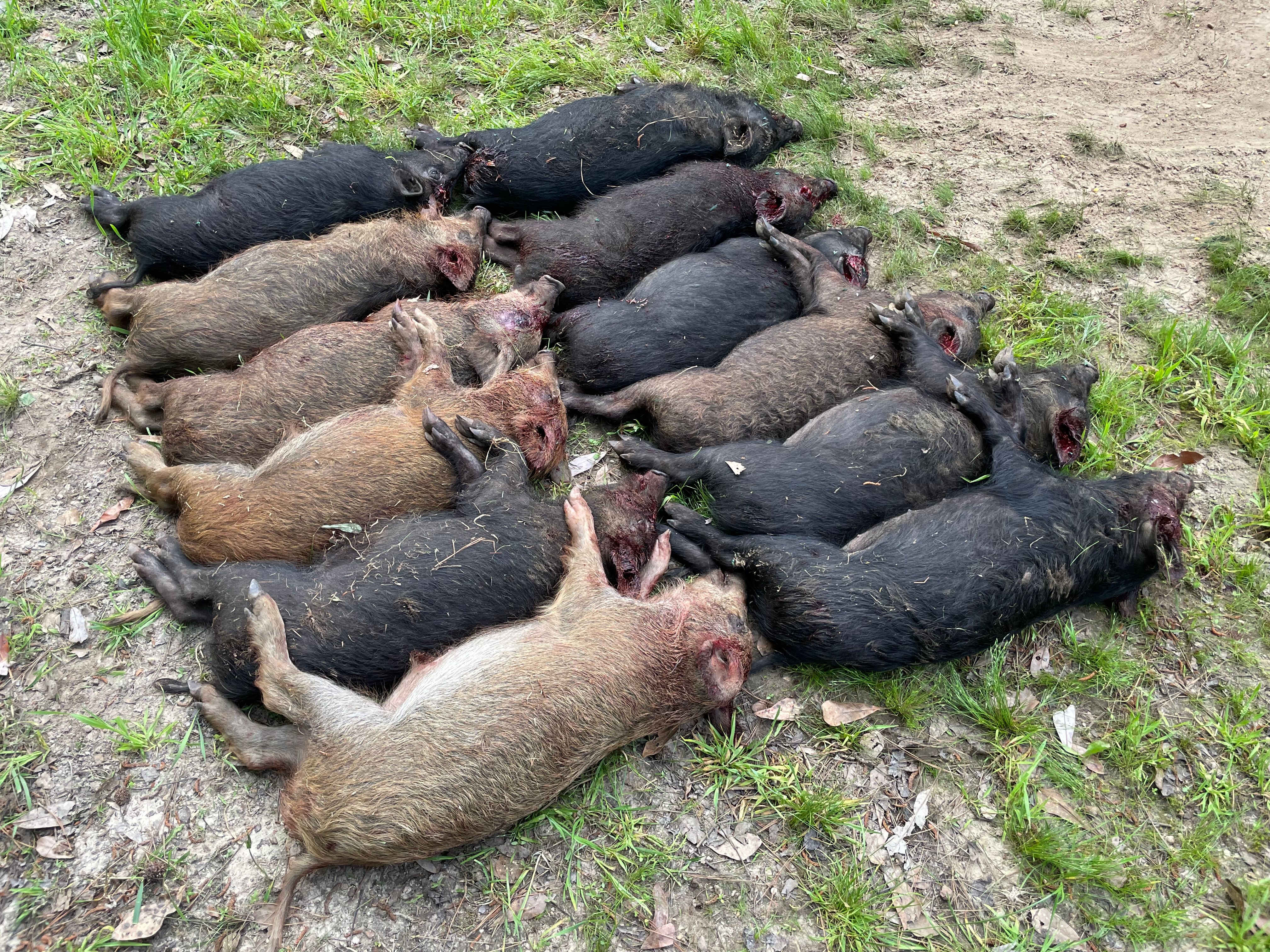  for Havoc Hog Control in Molino, FL