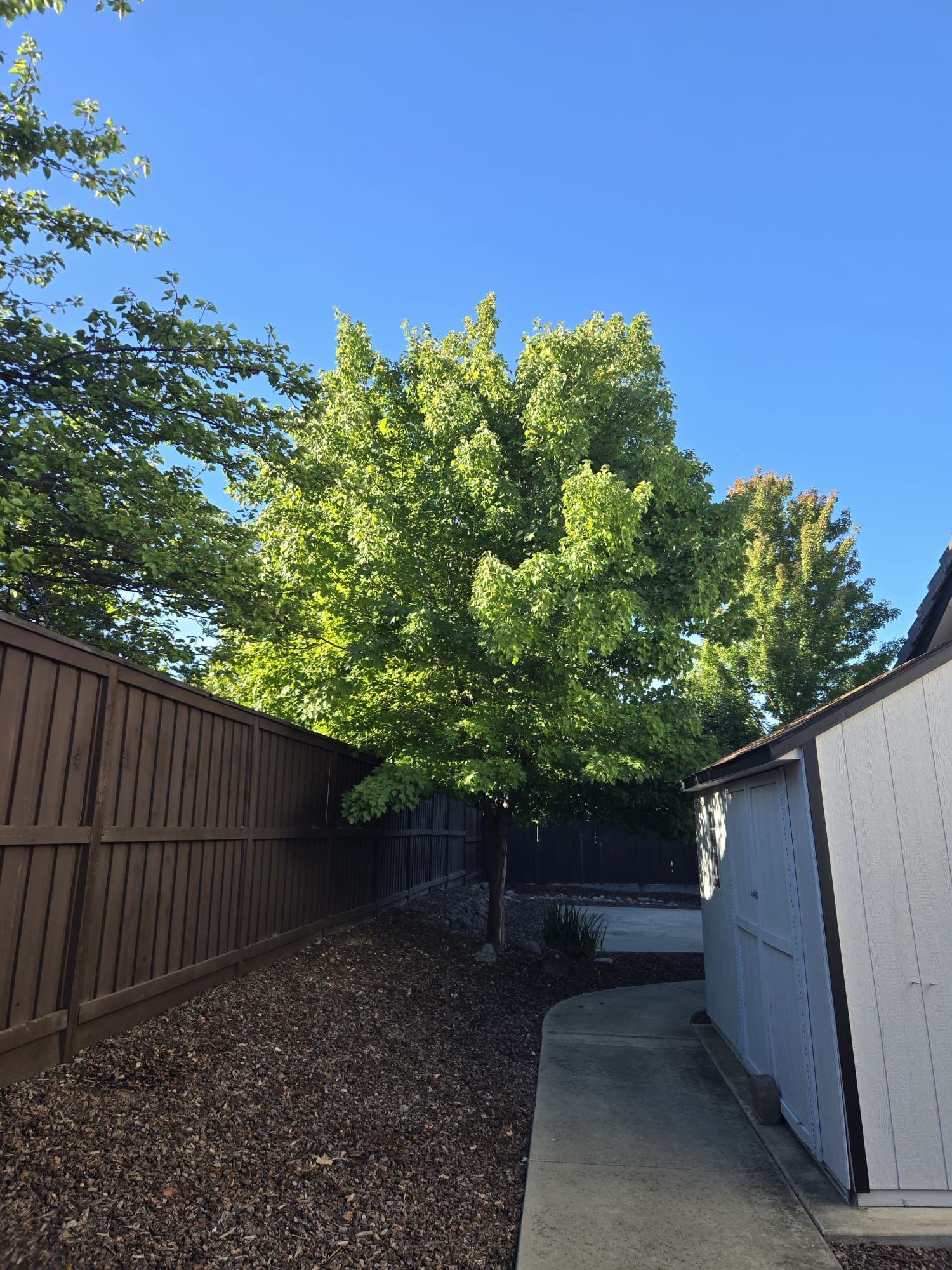 All Photos for Sammy's Tree Services in Sacramento, CA