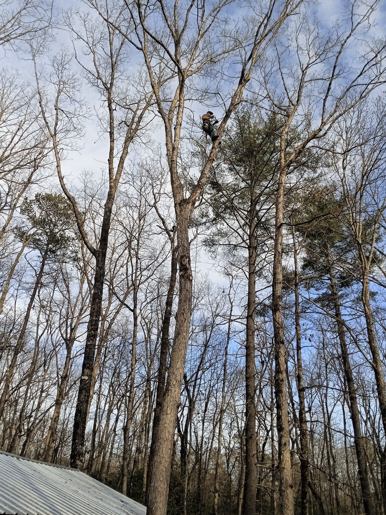 Tree Removal for Goliath Tree Maintenance and Haul Away in Seneca, SC