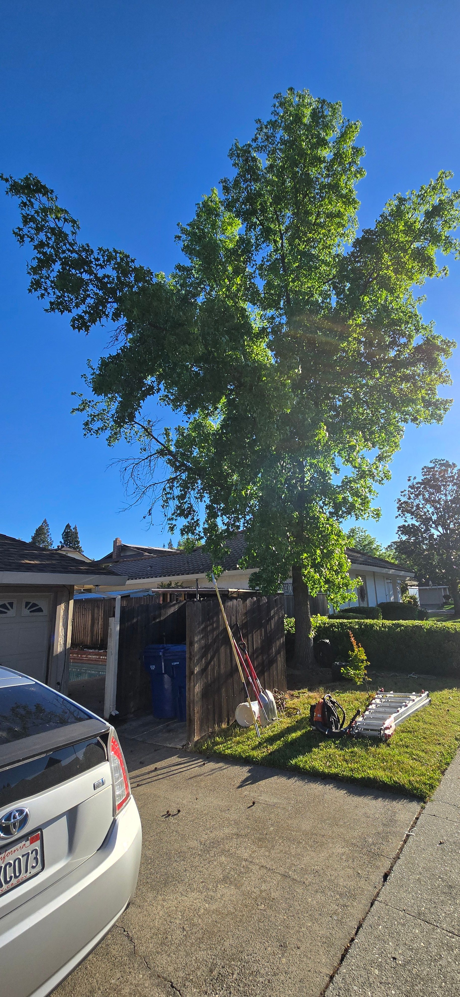  for George Staddan's Professional Tree Care in Placerville, CA