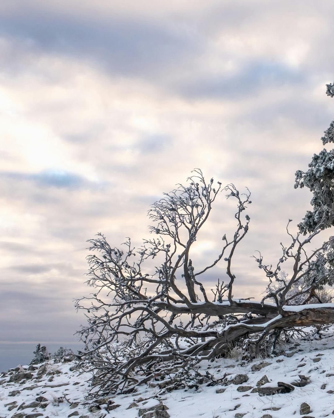 All Photos for Oakwood Tree Removal LLC in Oak Creek,  WI