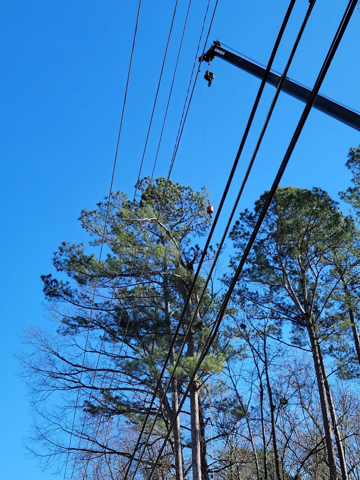  for Trees Unlimited of the CSRA in Augusta, GA