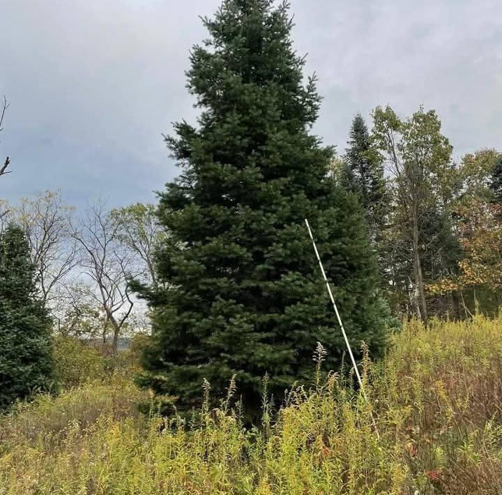 All Photos for BAM Another Pinestraw Lot in Flowery Branch, GA