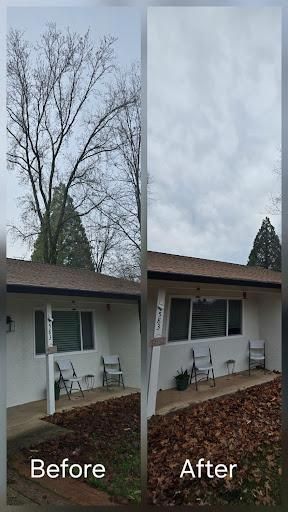  for George Staddan's Professional Tree Care in Placerville, CA