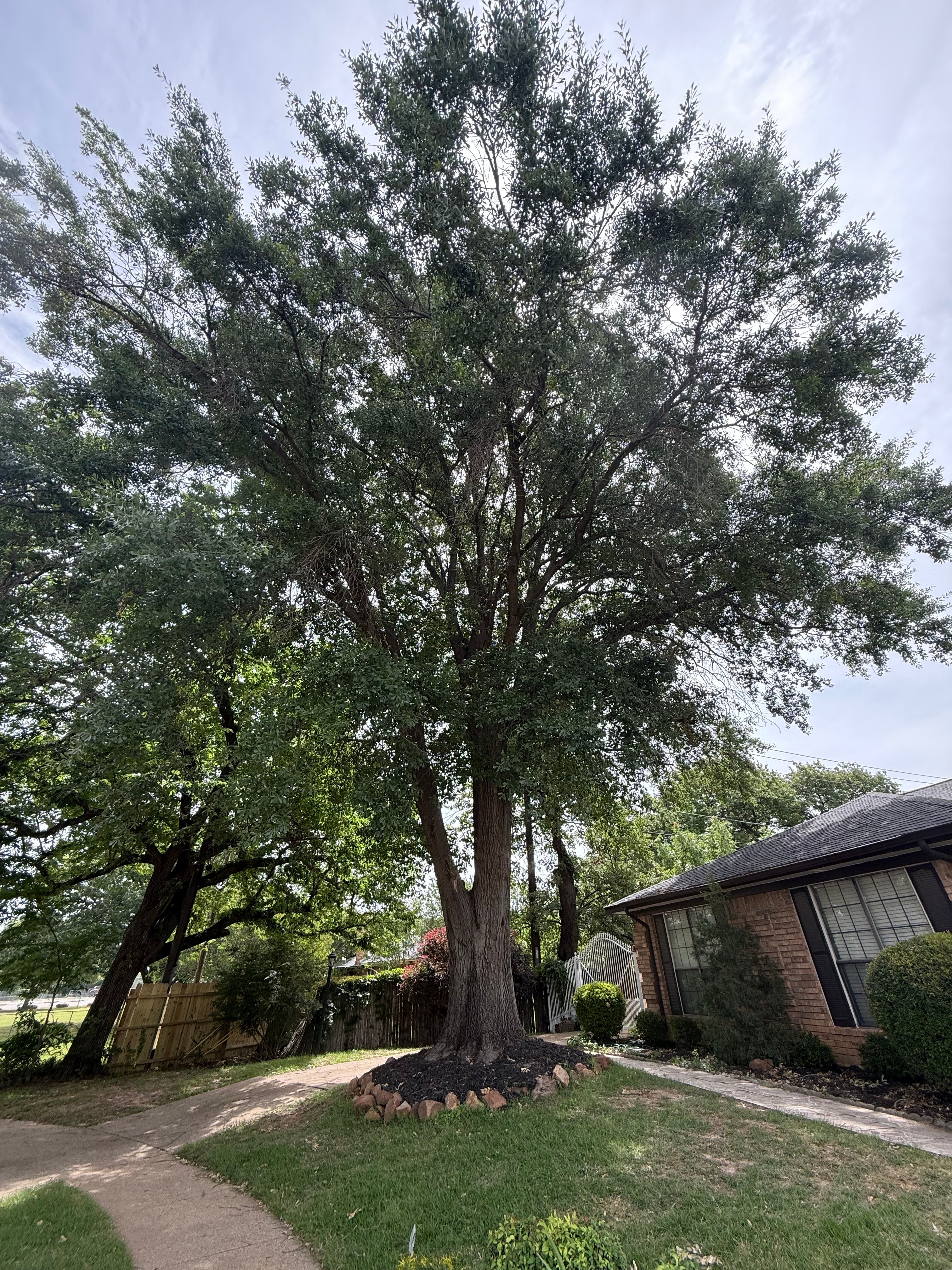 All Photos for Blu-J Tree Care in Arlington, TX
