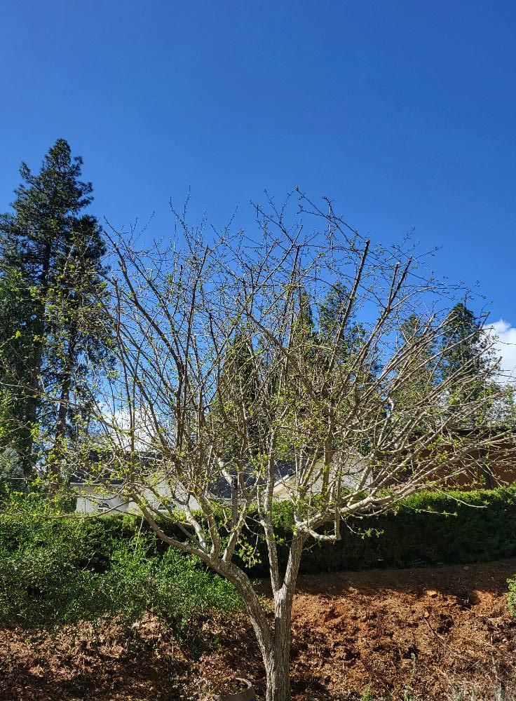  for Terra Heights Tree Experts & Landscaping  in Grass Valley,  CA