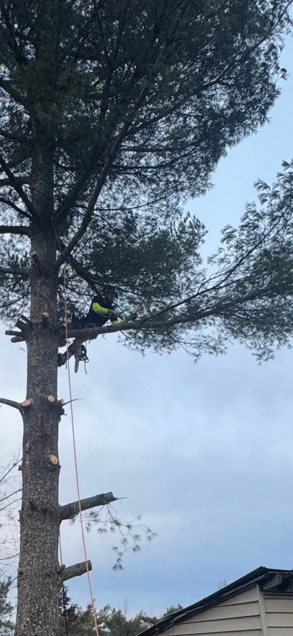 Tree Services for Precision Cutz Tree Services, LLC in Coeburn, VA