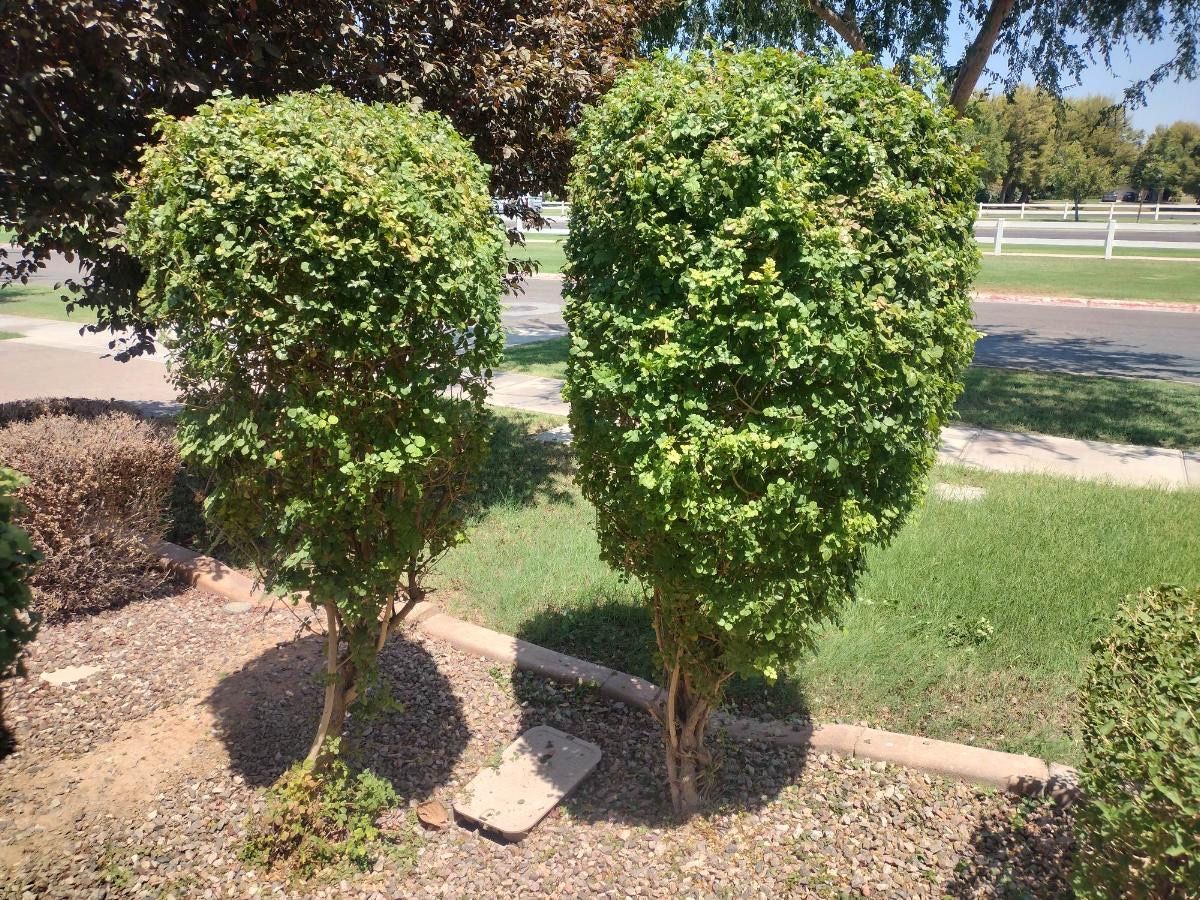  for Smooth Lawn Service in Mesa, AZ
