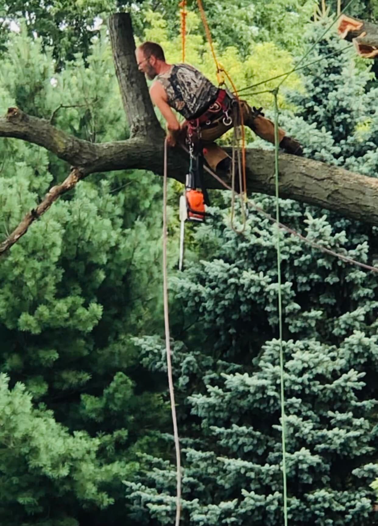  for Branching Out Tree Service in Hastings, MI