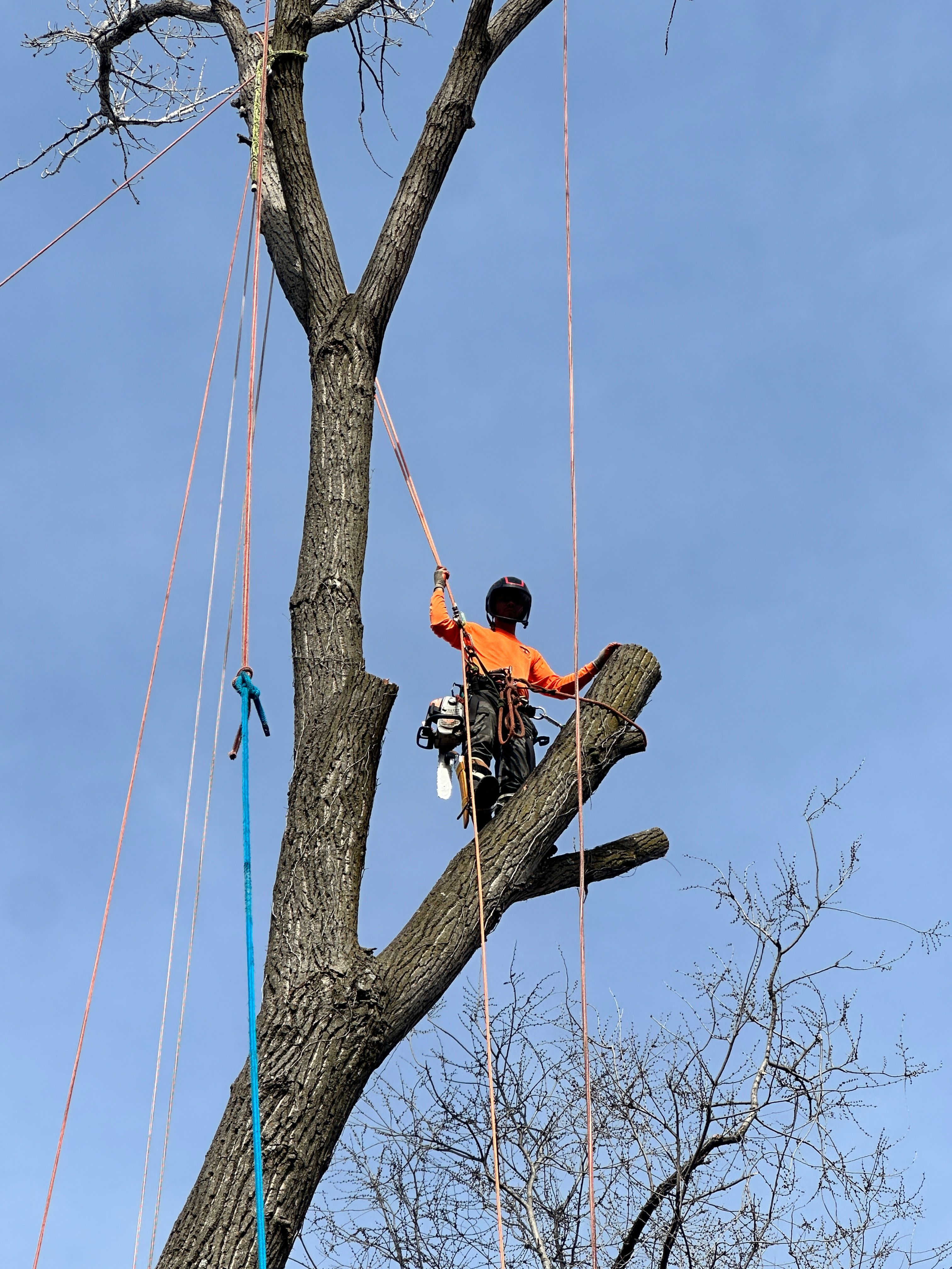 All Photos for Cross Family Tree Service in Kearney, MO