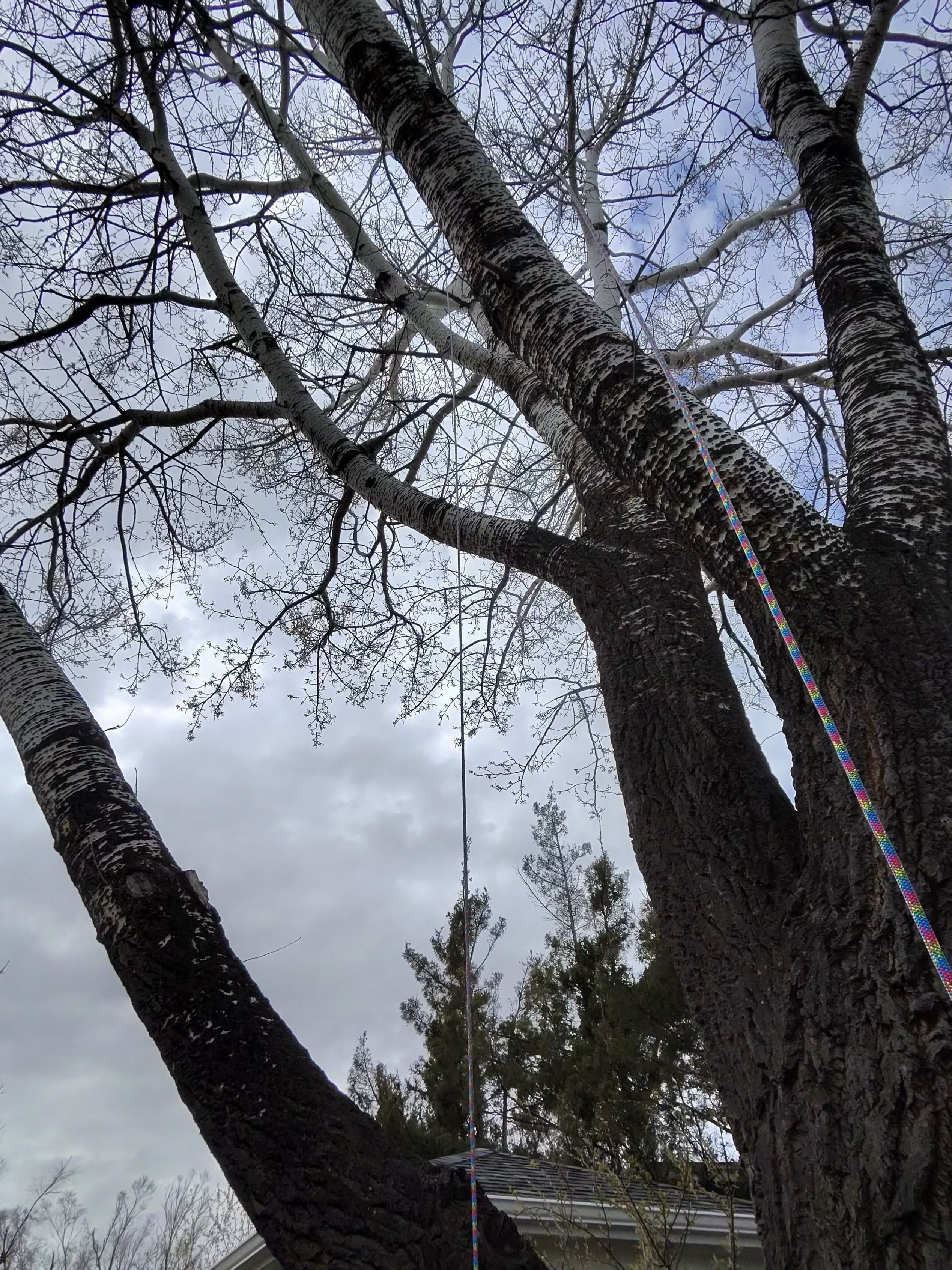  for Elevated Tree Care in Gillette, WY